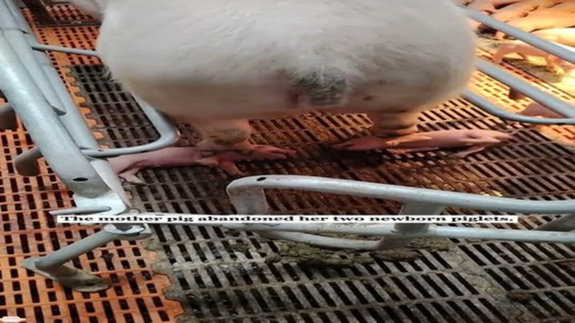 Full Video : N0307109_They were left to die,now they’re my whole world!#rescue #animals #fyp #pig #piggy.mp4 | Comedy Film Station