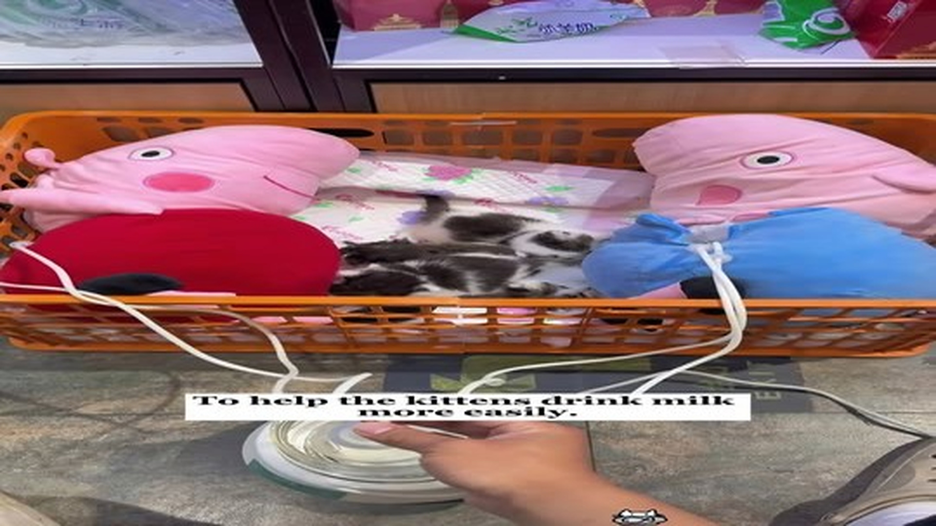 Full Video : N0307097_He found 4 kittens by a trash can and then…#rescue #animals #fyp #love #cats.mp4 | Comedy Film Station