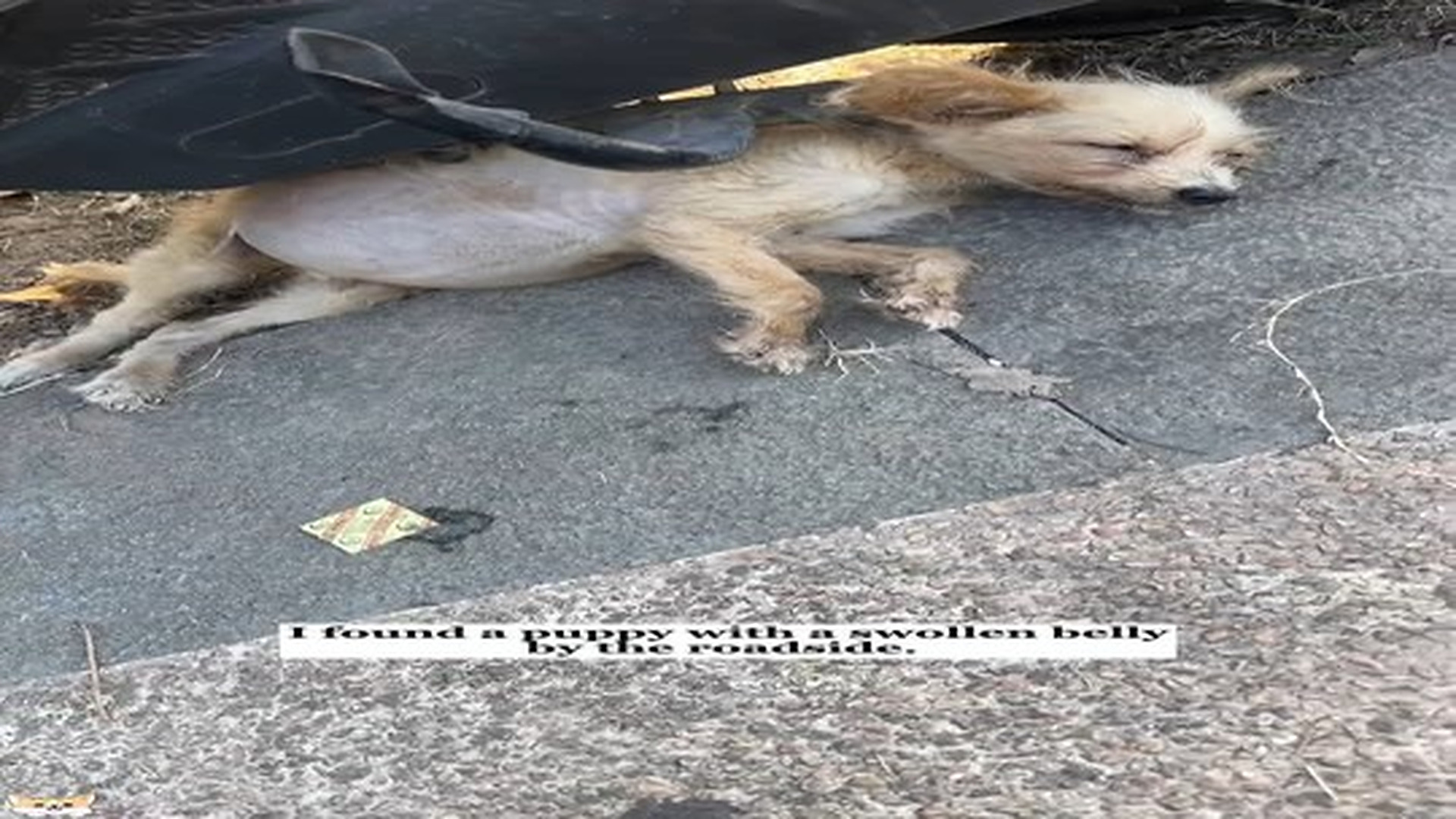 Full Video : N0307114_The moment he looked at me,I knew I had to save him!#rescue #animals #fyp #puppy #dog.mp4 | Comedy Film Station
