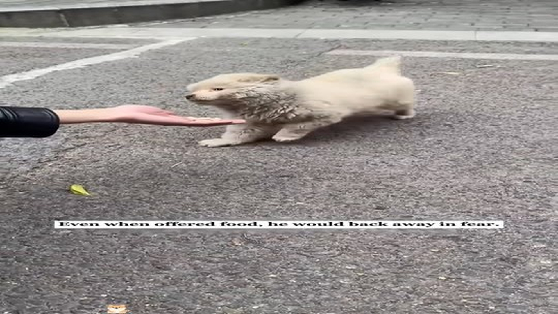 Full Video : N0307106_I rescued a dog whose teeth were ripped out!#rescue #animals #fyp #puppy #love.mp4 | Comedy Film Station