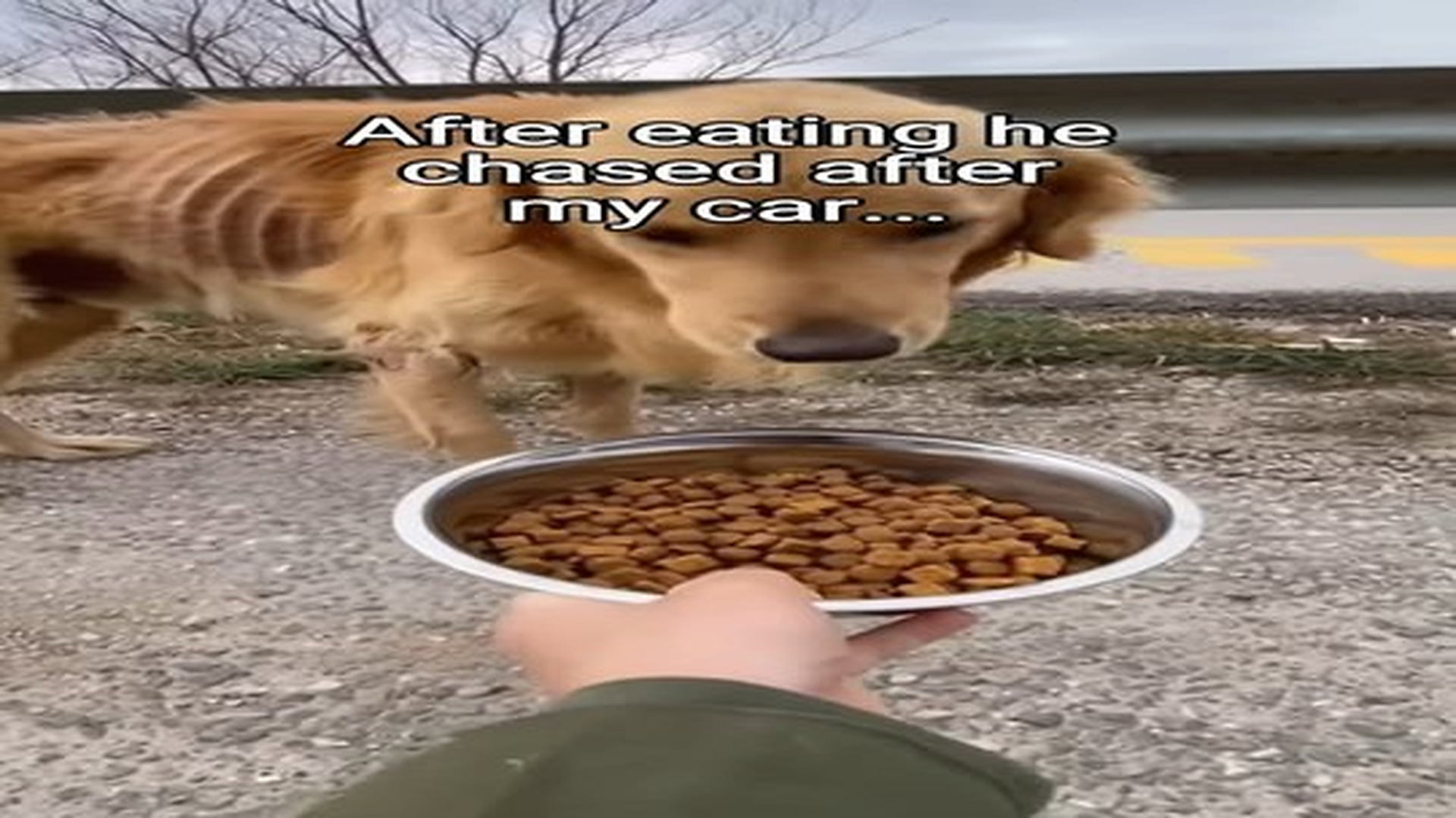 Full Video : N0907099_They gave him a home! #animals #wholesome.mp4 | Tiệm Tạp Hóa Cảm Xúc