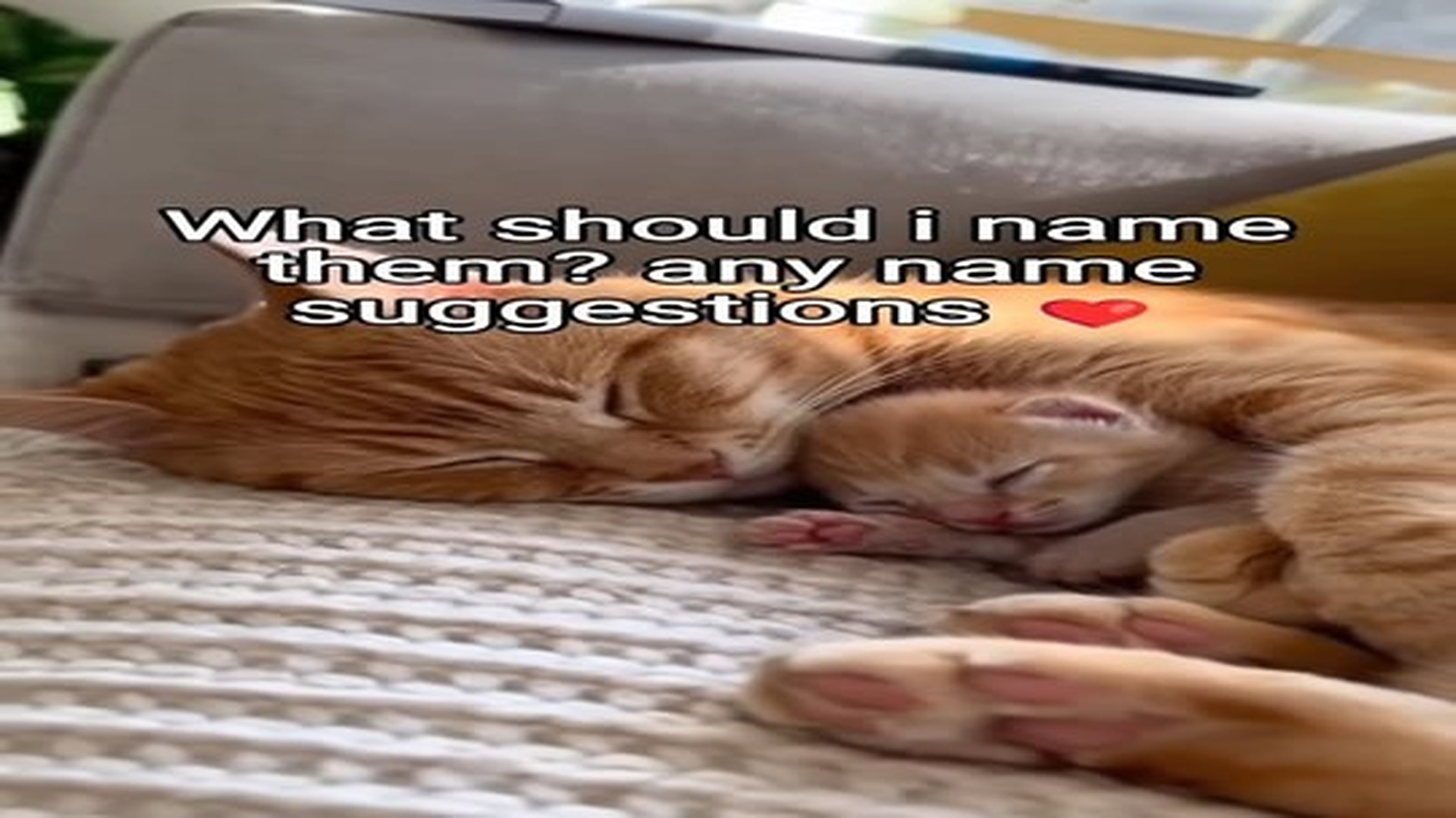 Full Video : N0907098_She was freezing her kitten #shorts #cats #wholesome.mp4 | Tiệm Tạp Hóa Cảm Xúc