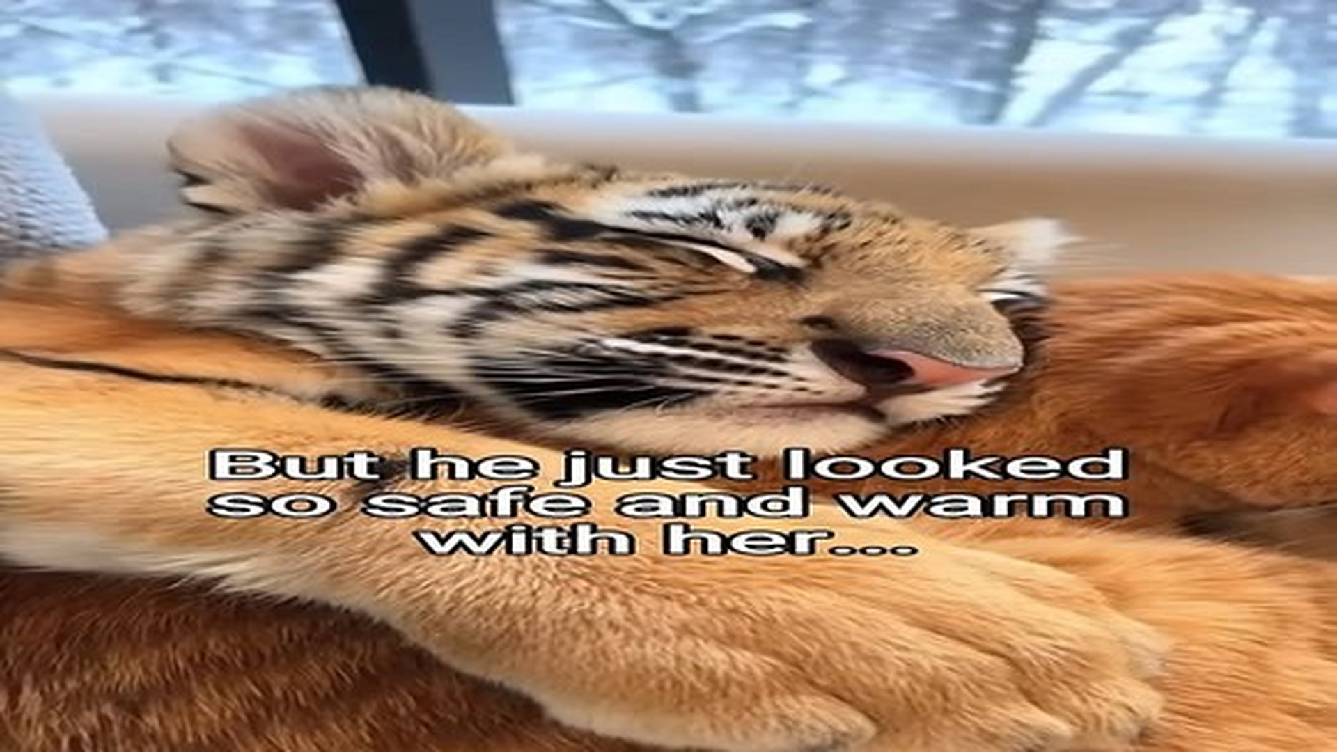 Full Video : N0907100_My cat adopts tiger cub! #animals #wholesome.mp4 | Tiệm Tạp Hóa Cảm Xúc