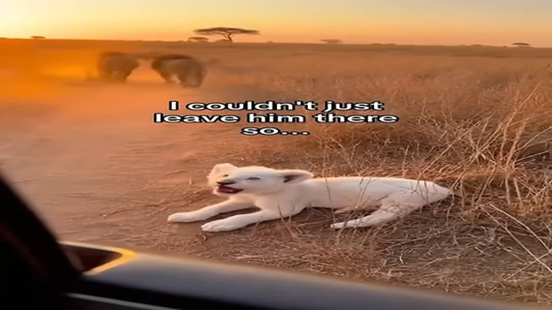 Full Video : N0907097_His family rejected him #animals #wholesome.mp4 | Tiệm Tạp Hóa Cảm Xúc