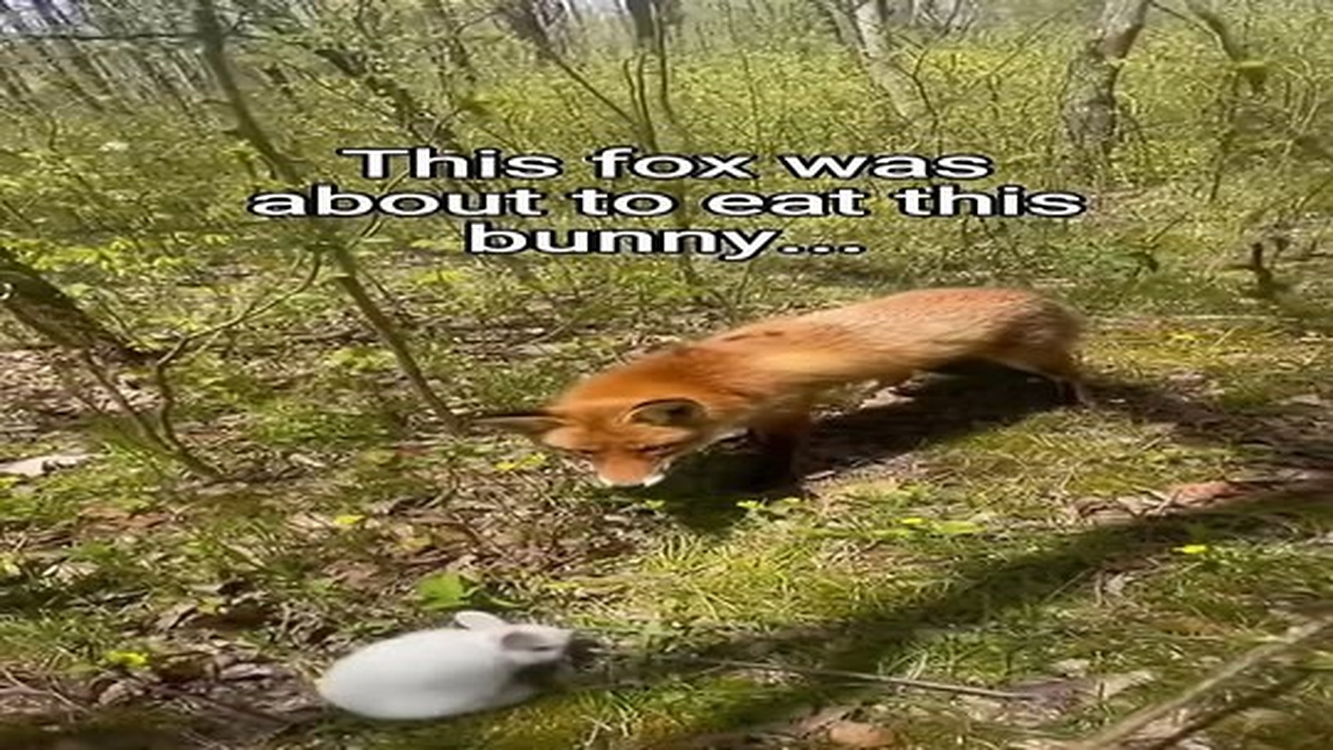 Full Video : N0907101_Saving bunny fox! #animals #wholesome.mp4 | Tiệm Tạp Hóa Cảm Xúc