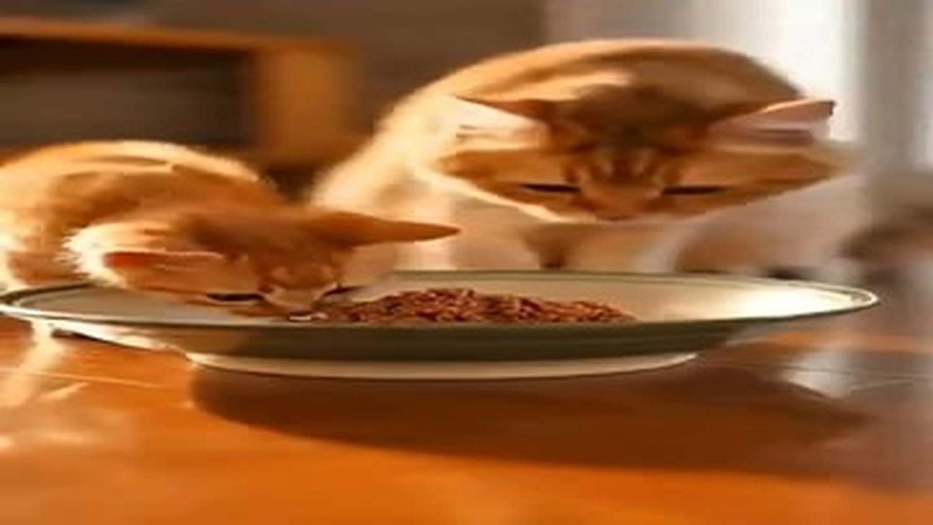 Full Video : N0907101_cute kitty in trapped 馃槶馃樋馃惥 #sadstory #heart #lover #foryou #viralvideo.mp4 | Comedy Film Station