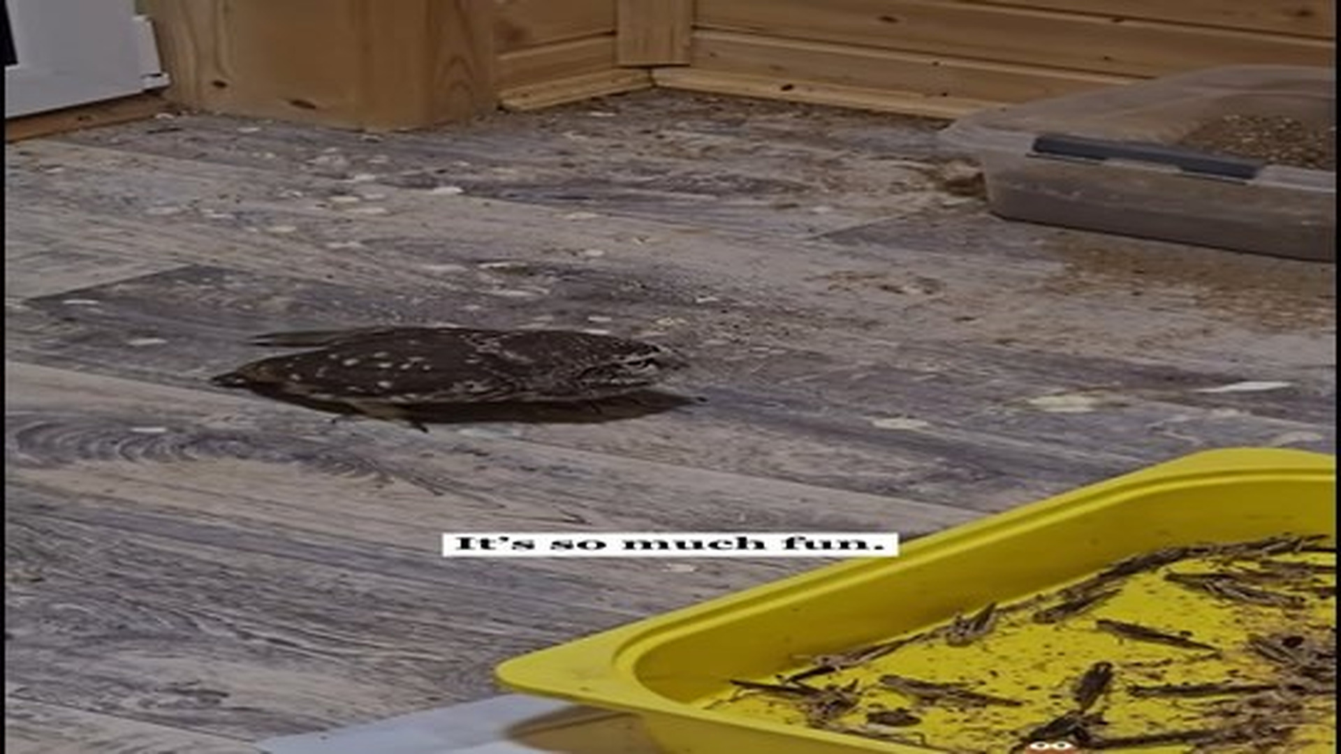 Full Video : N1307124_A baby owl accidentally crashed into the front of my car and then…#rescue #animals #fyp #owl #love.mp4 | Comedy Film Station