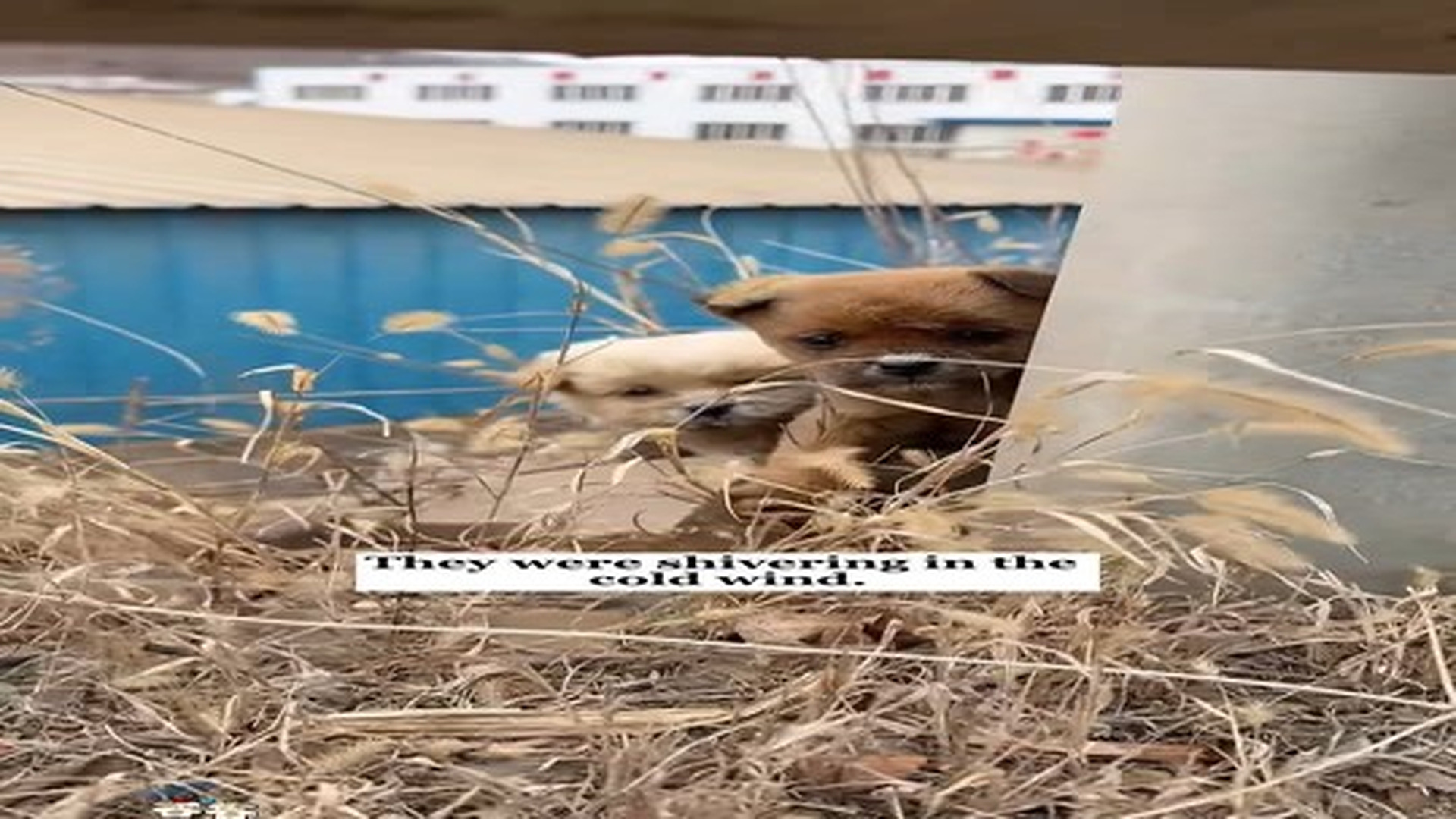 Full Video : N1307123_I found 2 puppies on the street.. had to help #rescue #animals #fyp #puppy #dog.mp4 | Comedy Film Station
