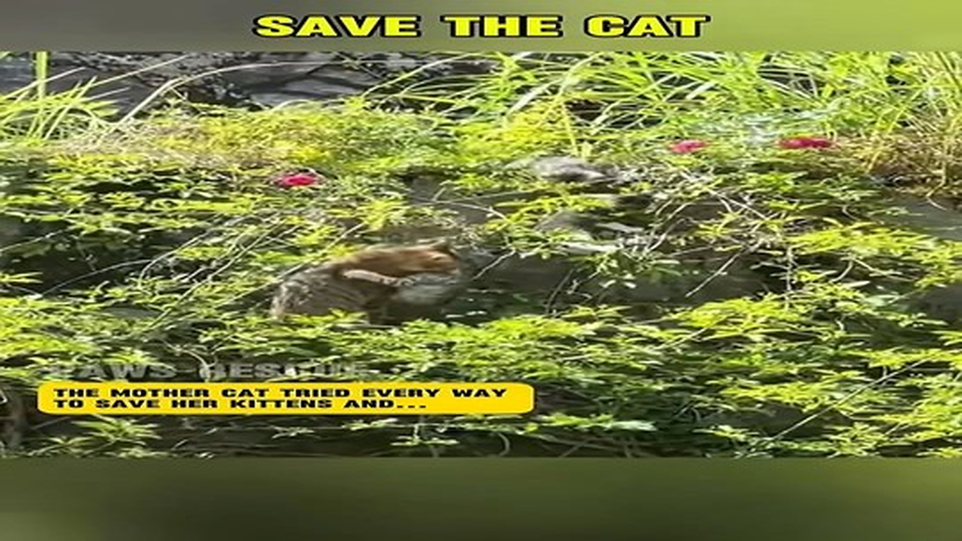 Full Video : N0707115_Mother cat saves kitten ending ... #shorts #cat #catlovers #catrescue.mp4 | Comedy Film Station