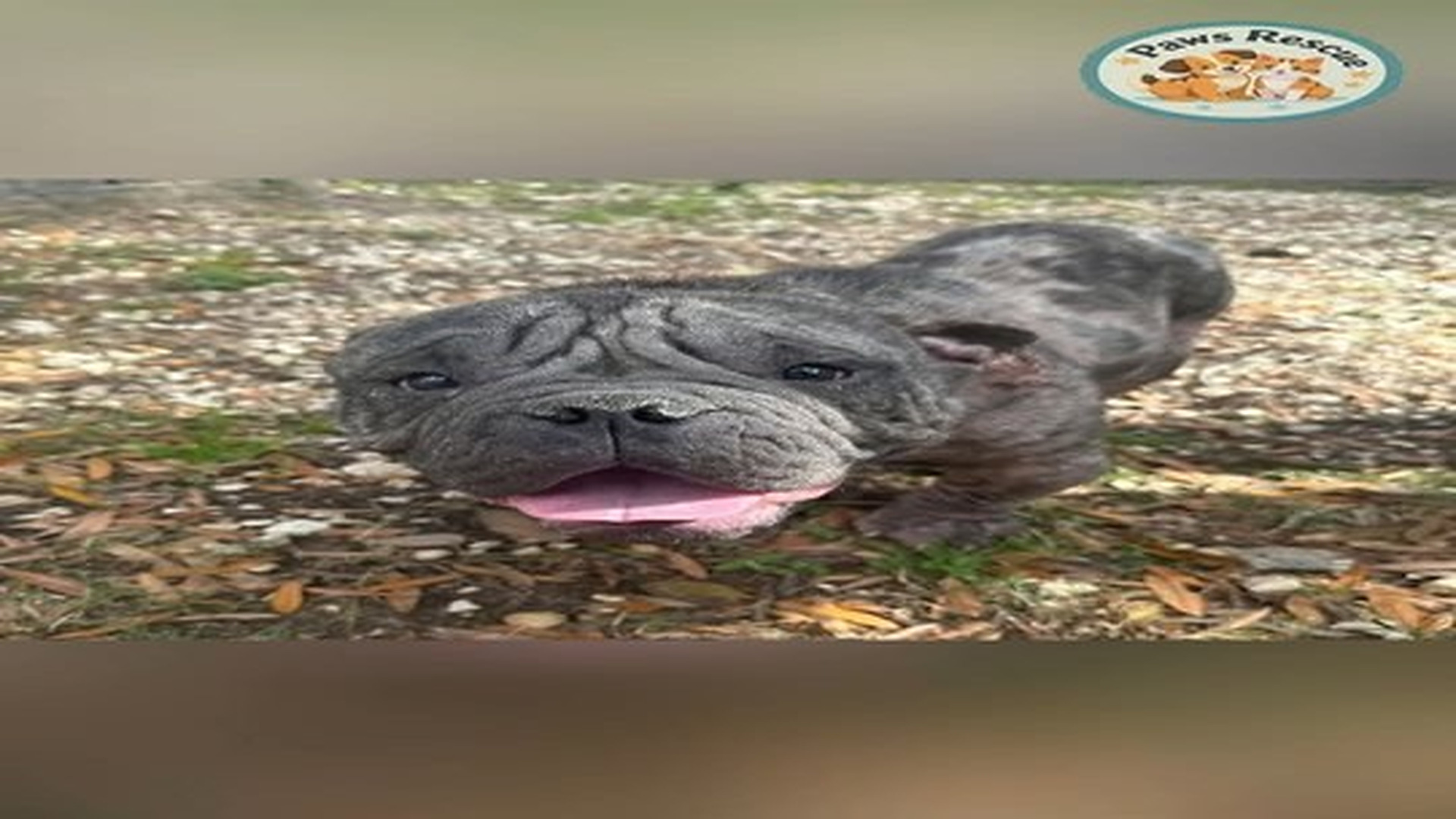 Full Video : N1407119_Wrinkle Forgotten Dog Under Cars #shorts #dogrescue.mp4 | Tiệm Tạp Hóa Cảm Xúc