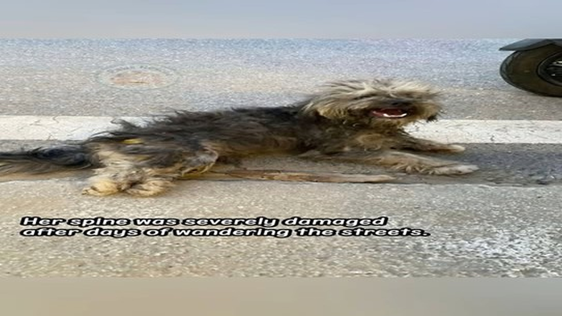 Full Video : N1407123_I m sorry... we couldn t do more#shorts #dogrescue.mp4 | Tiệm Tạp Hóa Cảm Xúc