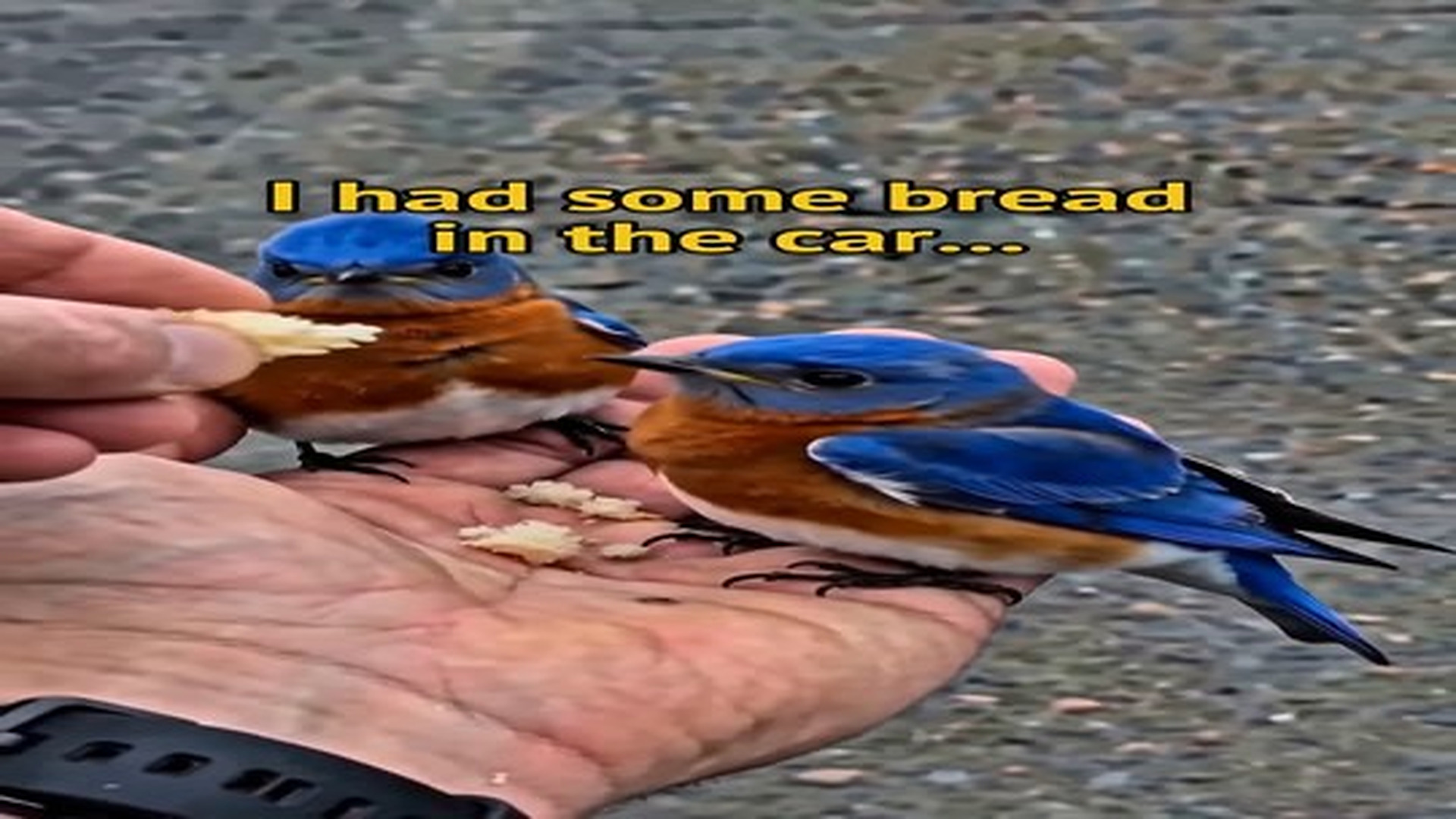 Full Video : 1.3K views · 61 reactions | N1107115_An Unconscious Bluebird On The Road… His Loyal Partner Never Left, And Thankfully Help Came In Time…. | Tiệm Tạp Hóa Cảm Xúc