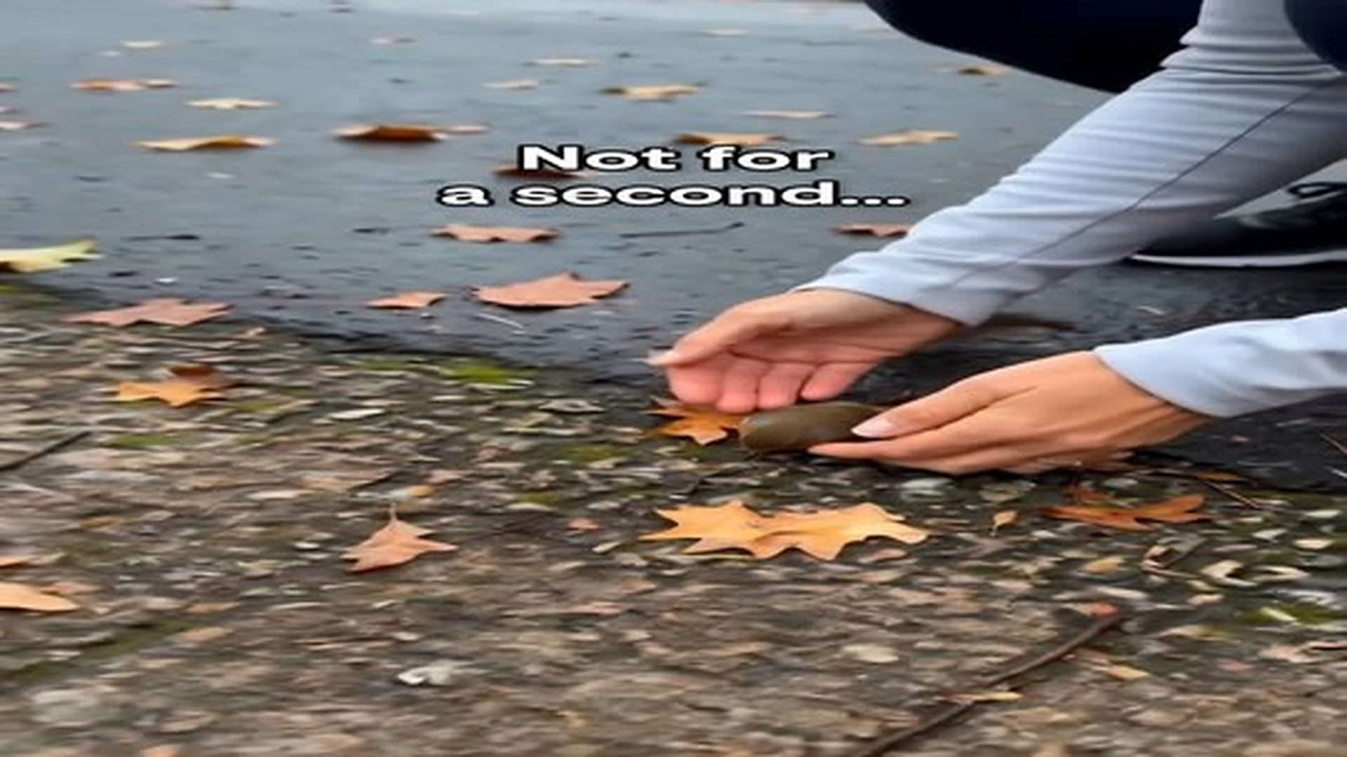 Full Video : 1.9K views · 45 reactions | N1107114_A robin found unconscious on a woodland path — his partner never left his side until he was saved… | Tiệm Tạp Hóa Cảm Xúc