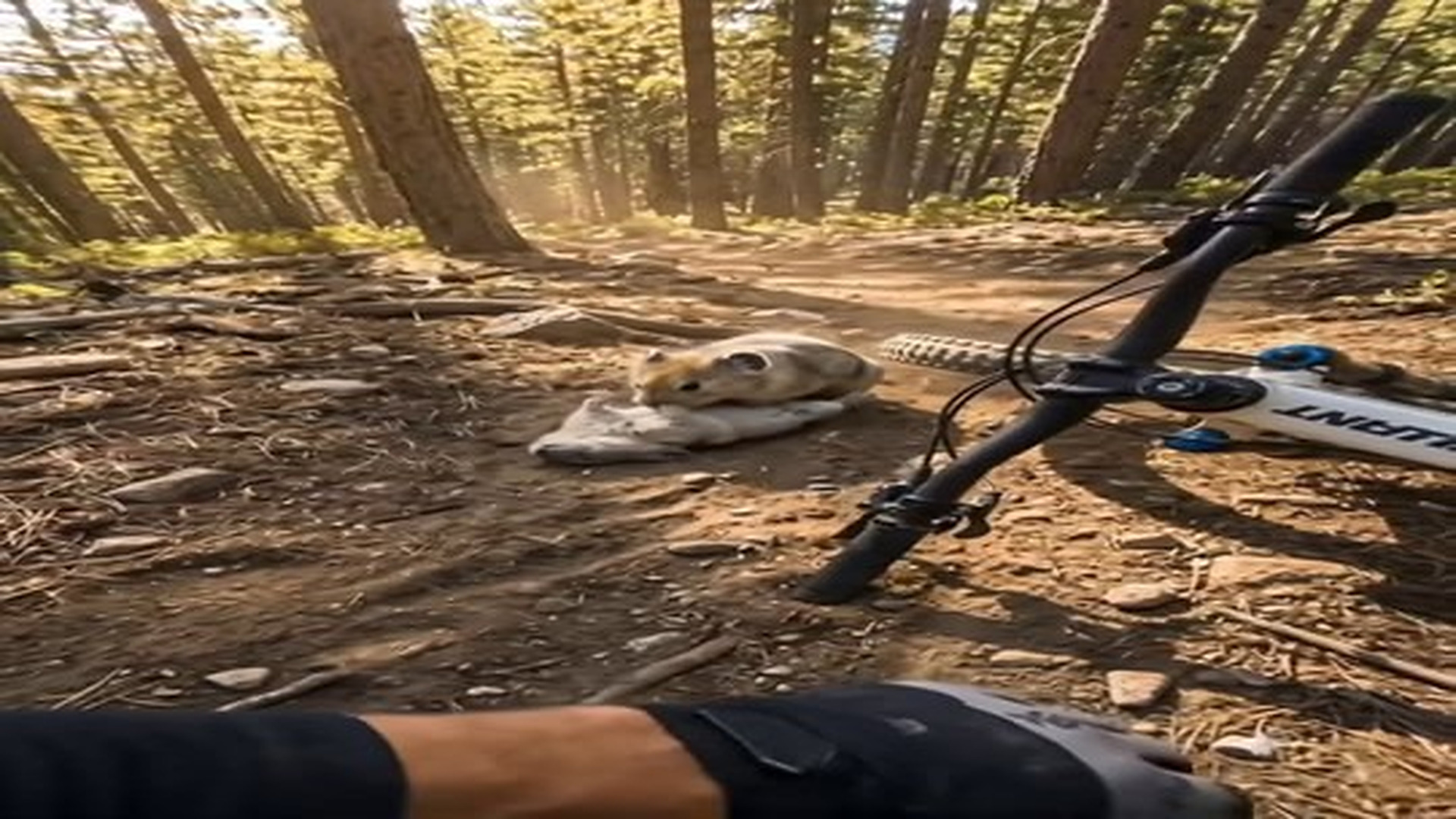 Full Video : N1107110_Mountain bike ride turns into an emotional wildlife rescue two ti.mp4 | Tiệm Tạp Hóa Cảm Xúc