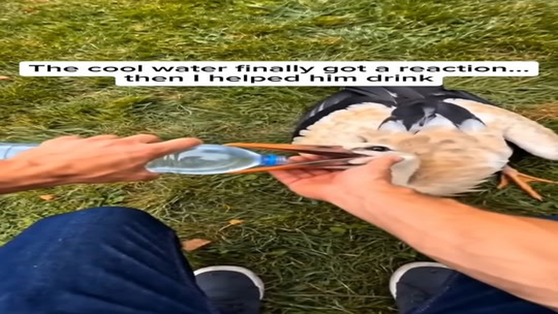 Full Video : 14 reactions | N1107112_An Exhausted Stork Was Found On The Roadside… And It Was Clear Help Was Needed… #wholesome #animal | Tiệm Tạp Hóa Cảm Xúc