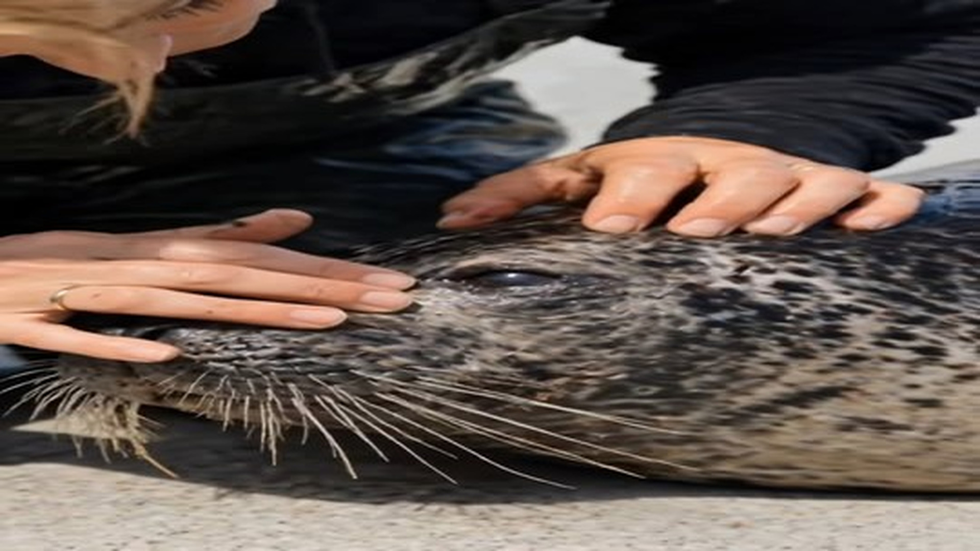 Full Video : N1107120_Plastic almost changed this seal’s life forever… don’t let this happen again #wholsome #animalrescu.mp4 | Tiệm Tạp Hóa Cảm Xúc