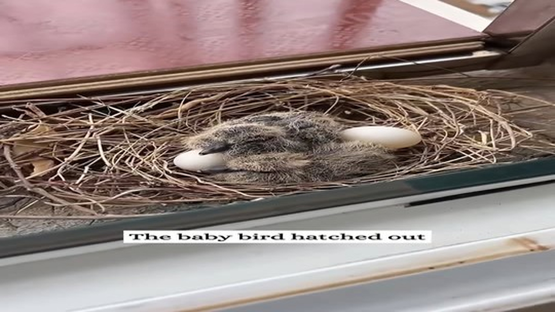 Full Video : N1107119_Ove Rescue #Dove #Birds #Rescue #Love #Animalrescue #Animals #Babya.mp4 | Tiệm Tạp Hóa Cảm Xúc