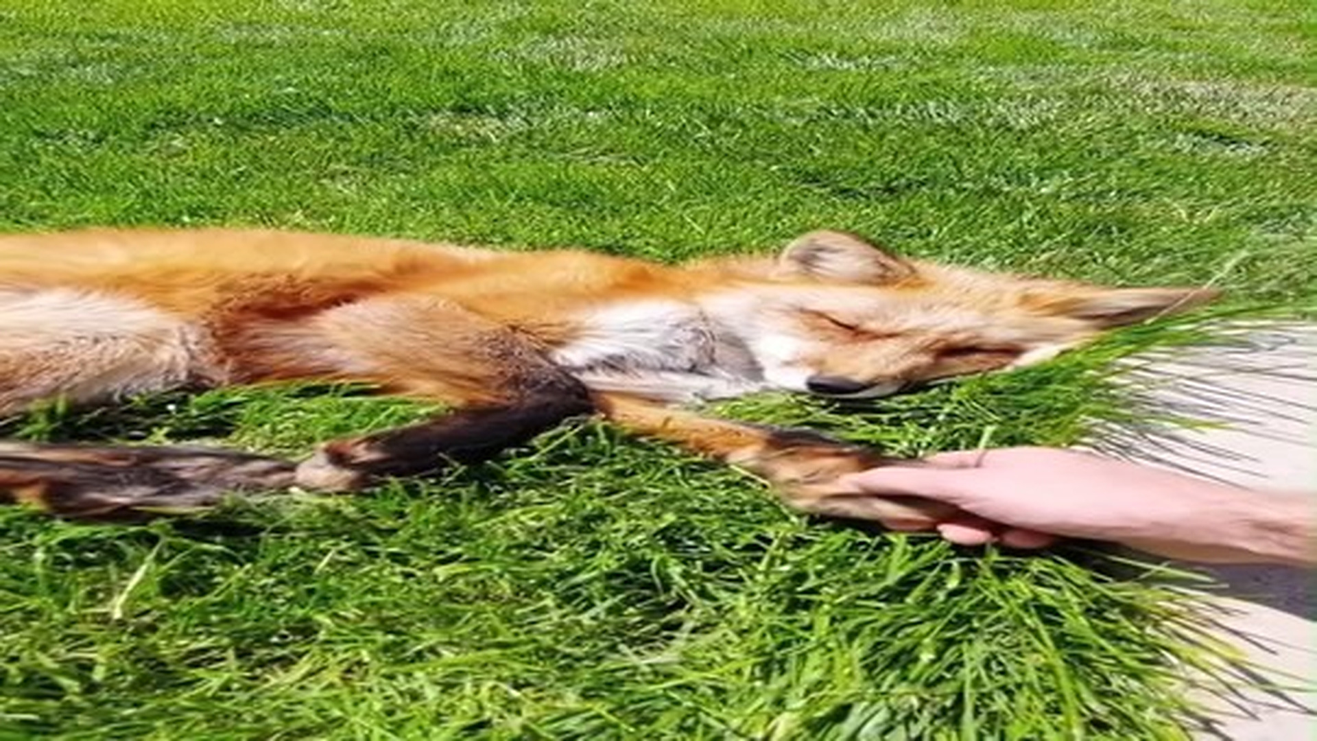 Full Video : N1107117_Fox Rescue #Fox #Rescue #Love #Heartwarming #Animalrescue #Animals #B.mp4 | Tiệm Tạp Hóa Cảm Xúc
