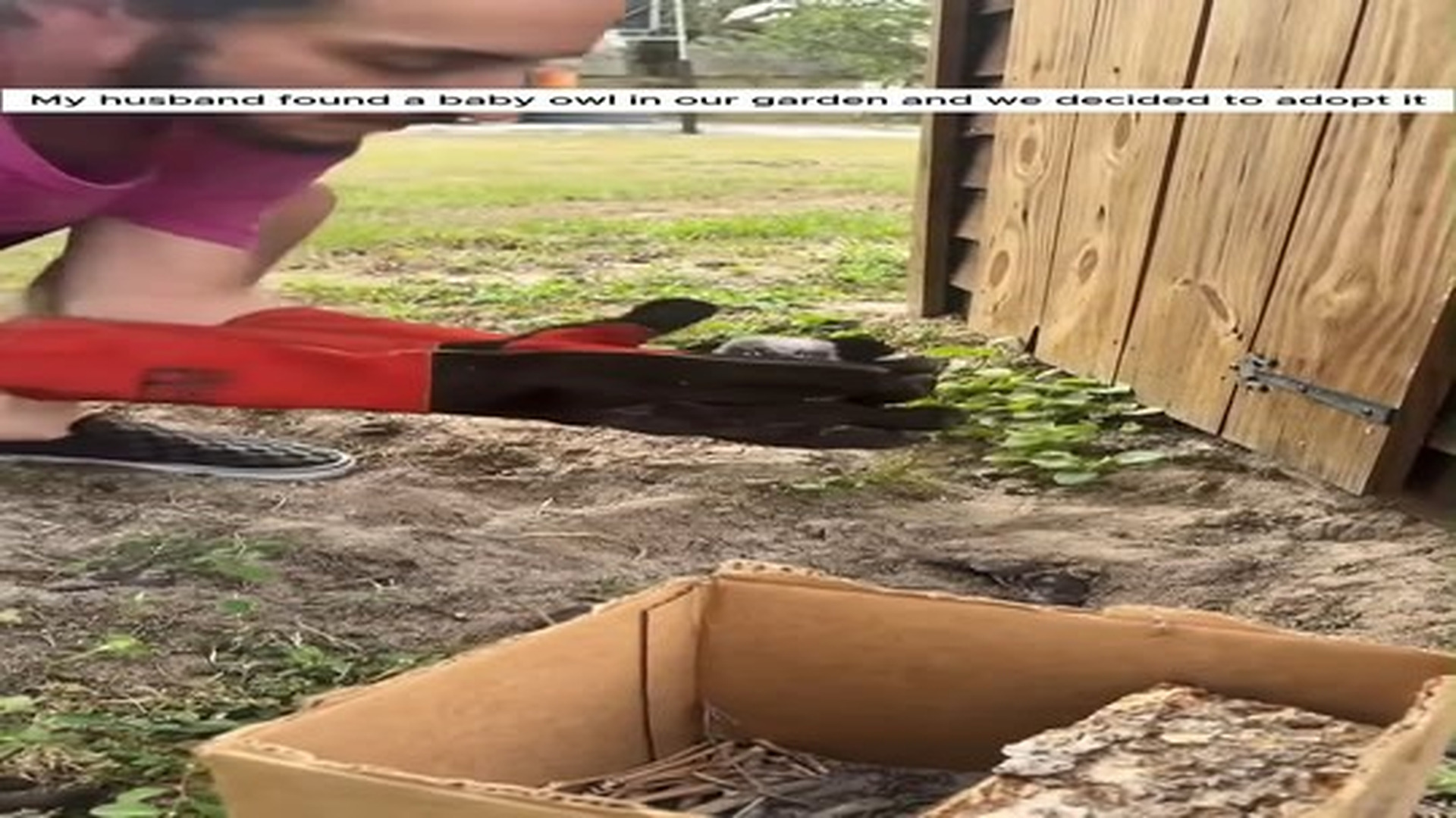 Full Video : N1107118_Baby Owl Rescue #Owl #Birds #Rescue #Love #Heartwarming #Animalrescue.mp4 | Tiệm Tạp Hóa Cảm Xúc