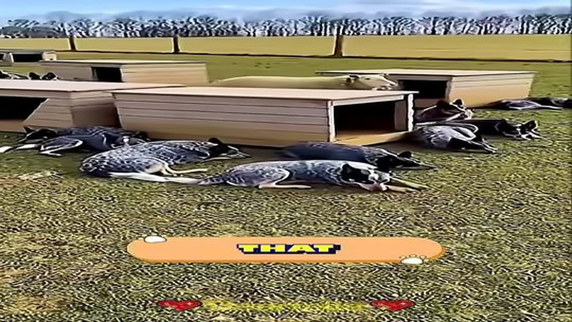 Full Video : N1107114_Story Of Sheep Who Saved A Mother Dog Her Puppies A.mp4 | Tiệm Tạp Hóa Cảm Xúc