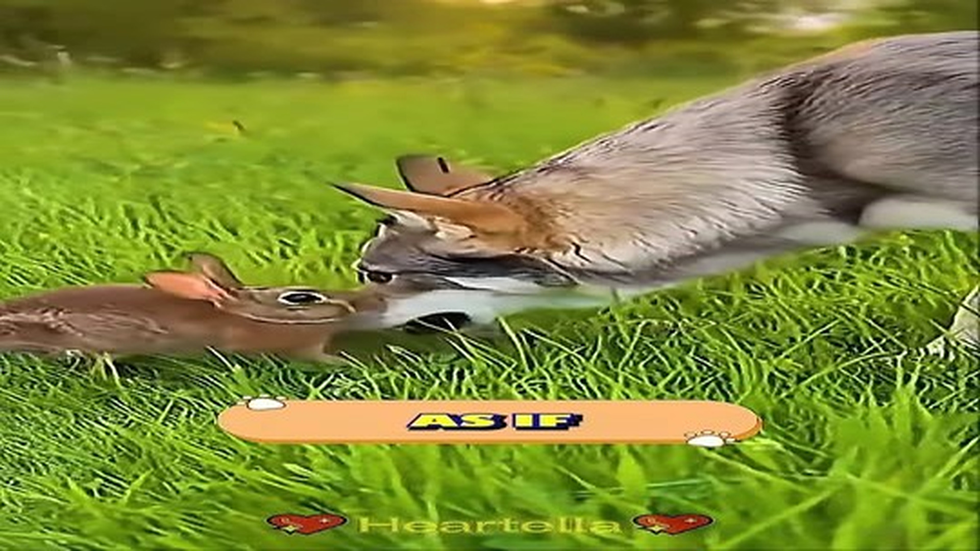 Full Video : N1107113_Story Of Rabbit Family Saved By An Unexpected Hero Dog #A.mp4 | Tiệm Tạp Hóa Cảm Xúc