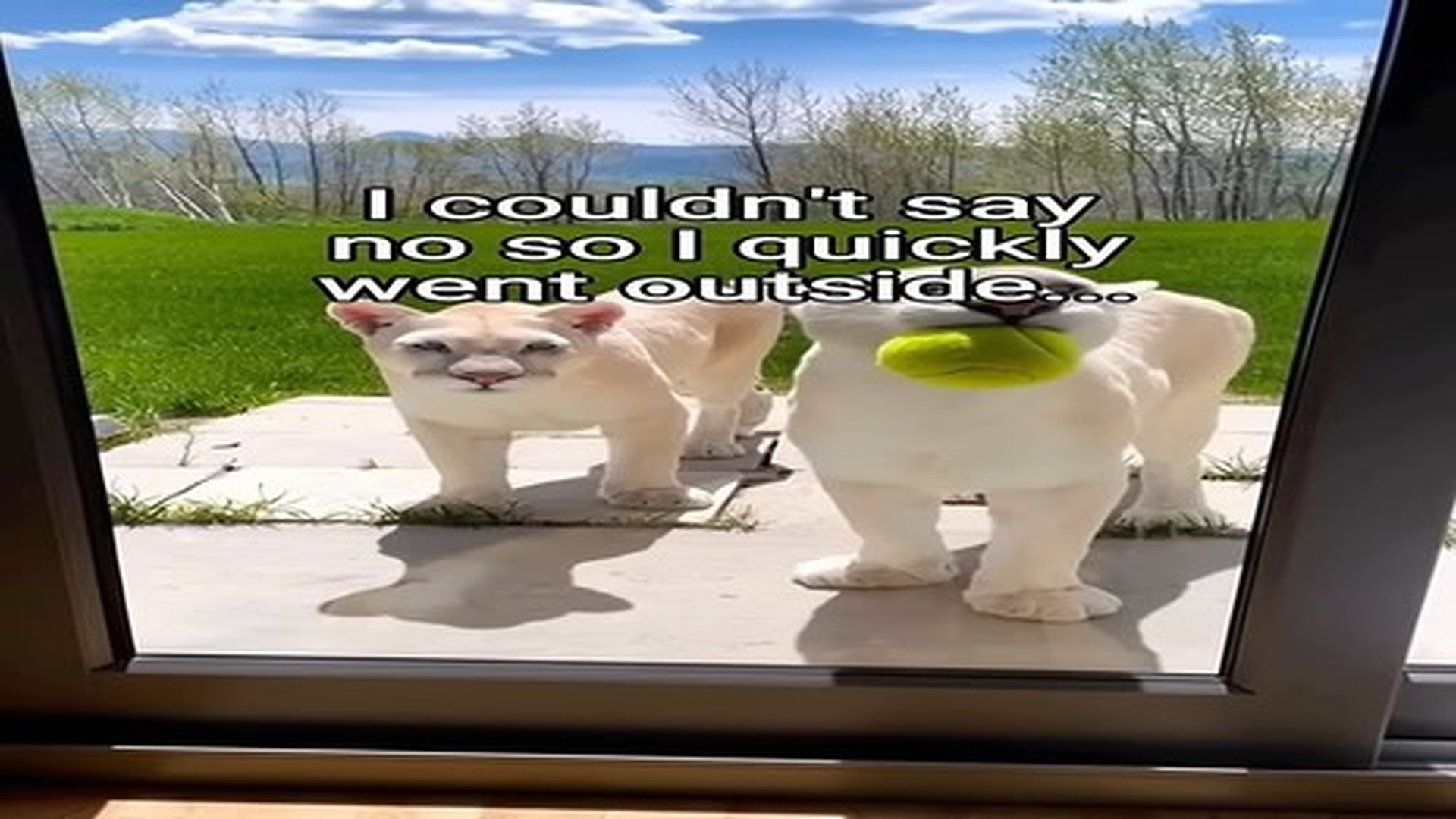 Full Video : N1307114_What should i do #animals #wholesome.mp4 | Comedy Film Station