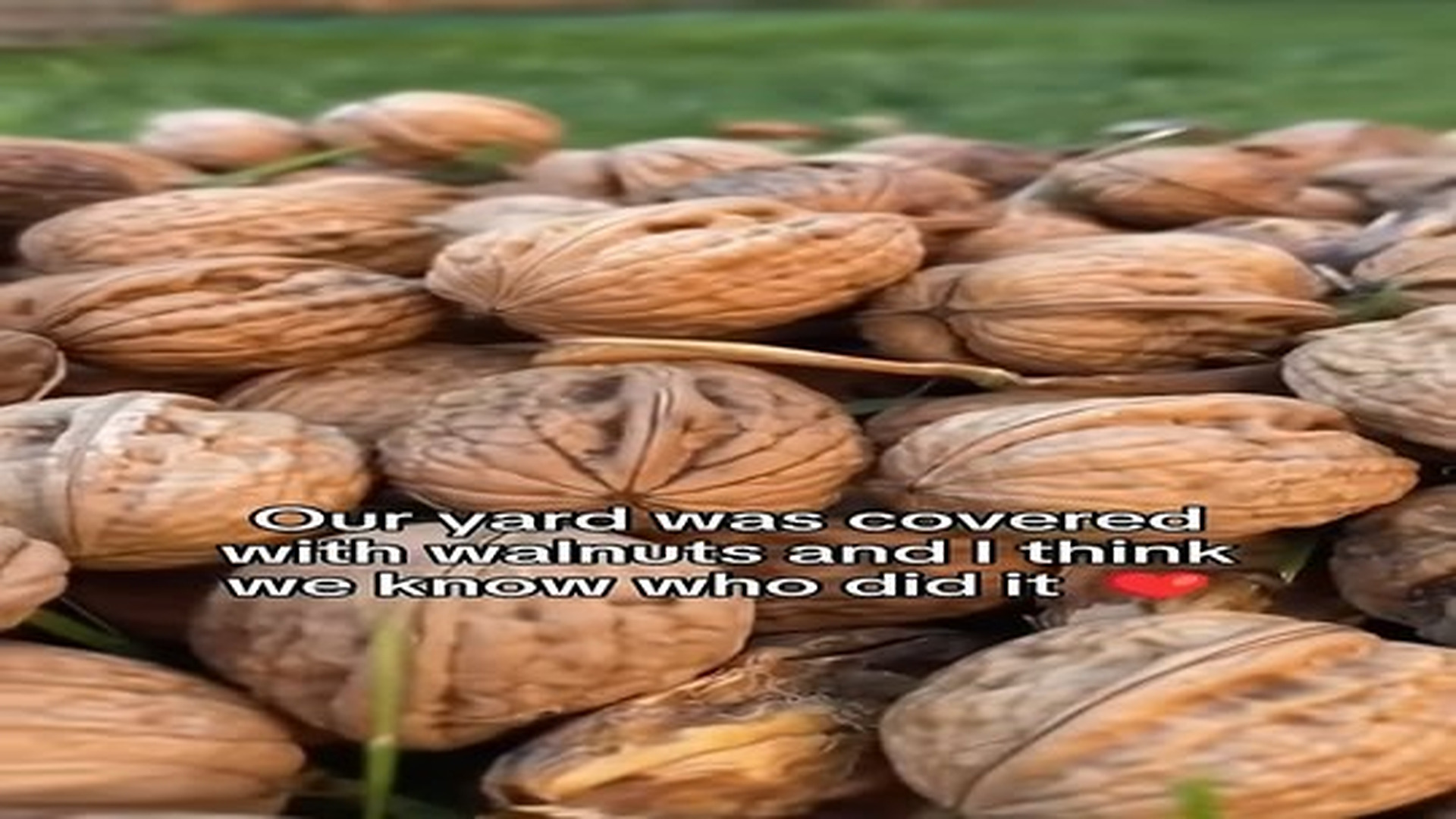 Full Video : N1307110_We helped crows heatwave! #animals #wholesome.mp4 | Comedy Film Station
