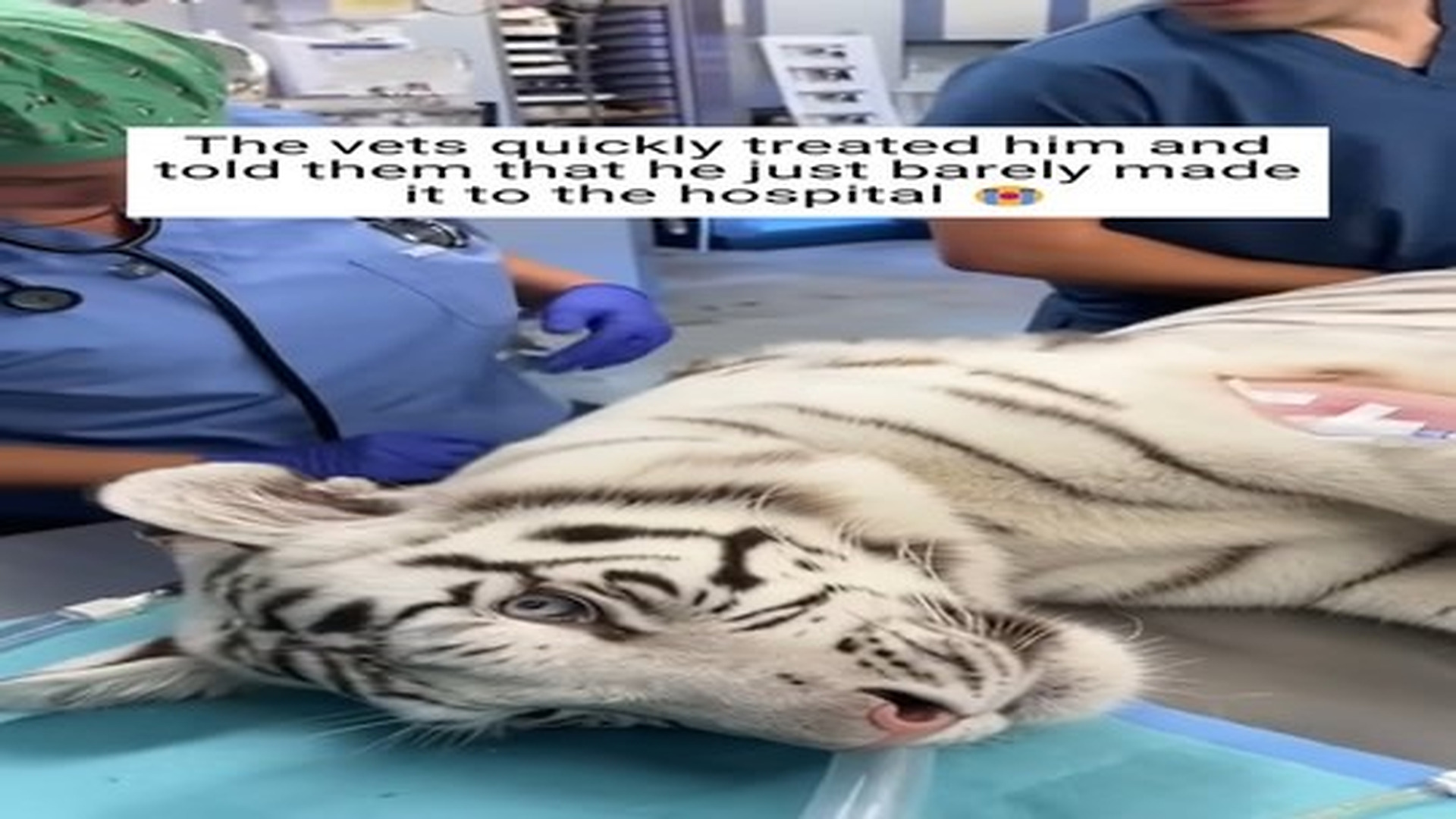Full Video : N1307115_They saved a tiger frozen lake #animals #wholesome.mp4 | Comedy Film Station