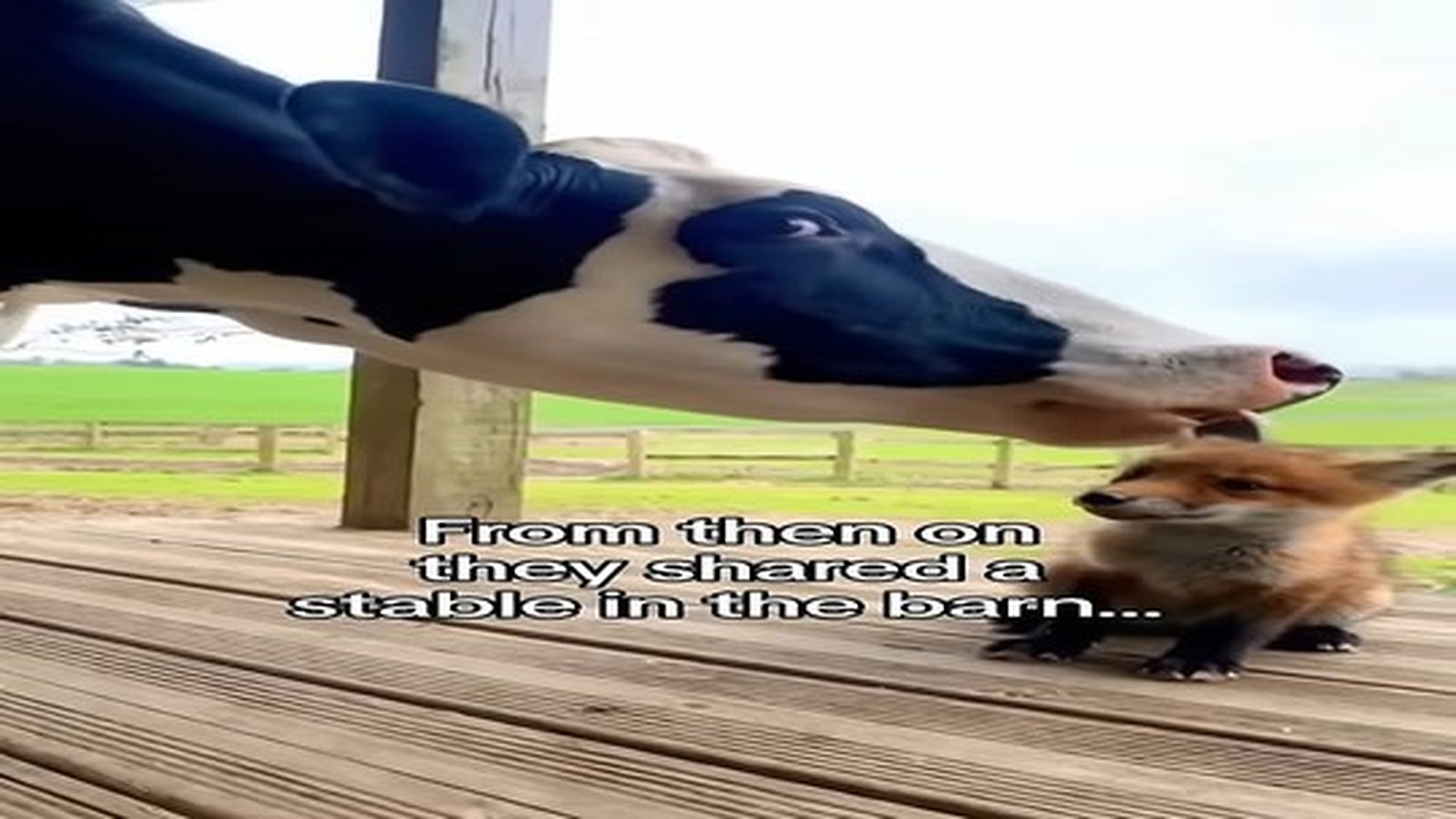 Full Video : N0907107_She is a grandma now #wholesome #animals.mp4 | Comedy Film Station