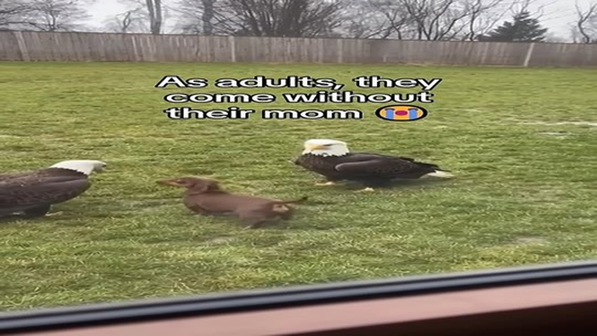 Full Video : N0907104_He became a dad #animals #wholesome.mp4 | Comedy Film Station