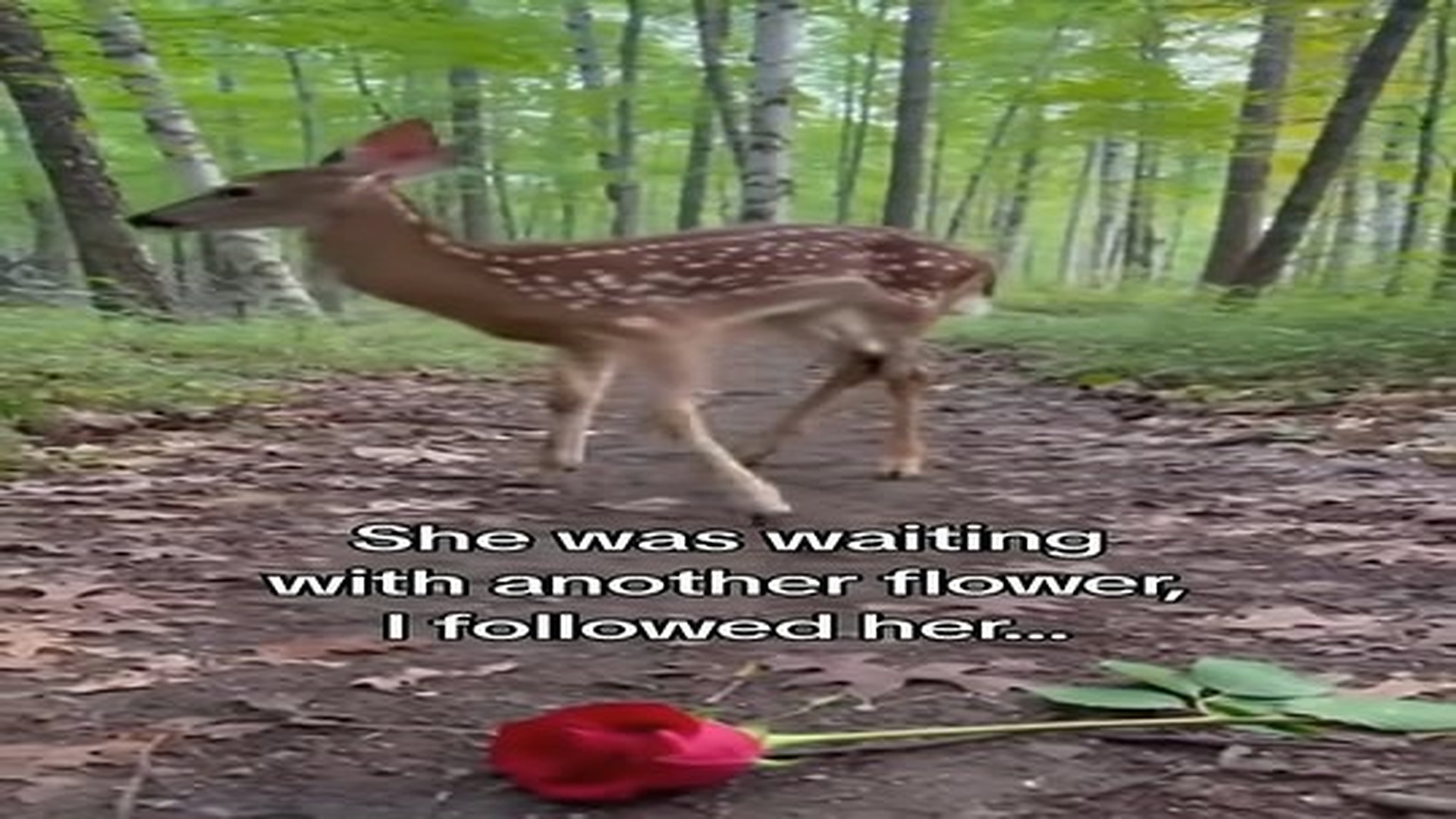 Full Video : 27 reactions | N0907108_She needed my help entire time #wholesome #animals.mp4 | Comedy Film Station