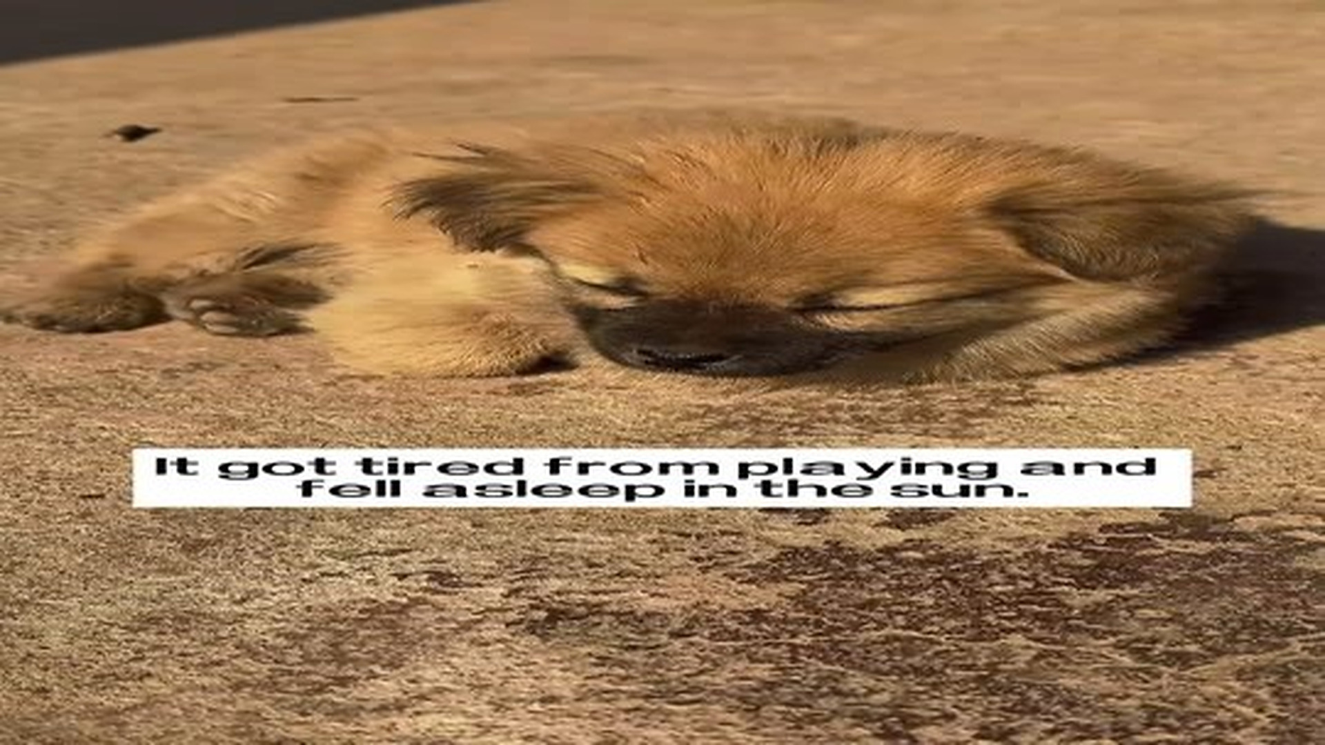 N0707024_I found a little stray puppy by the road on a rainy day, and then…#rescue #animals #puppy.mp4 | Comedy Film Station