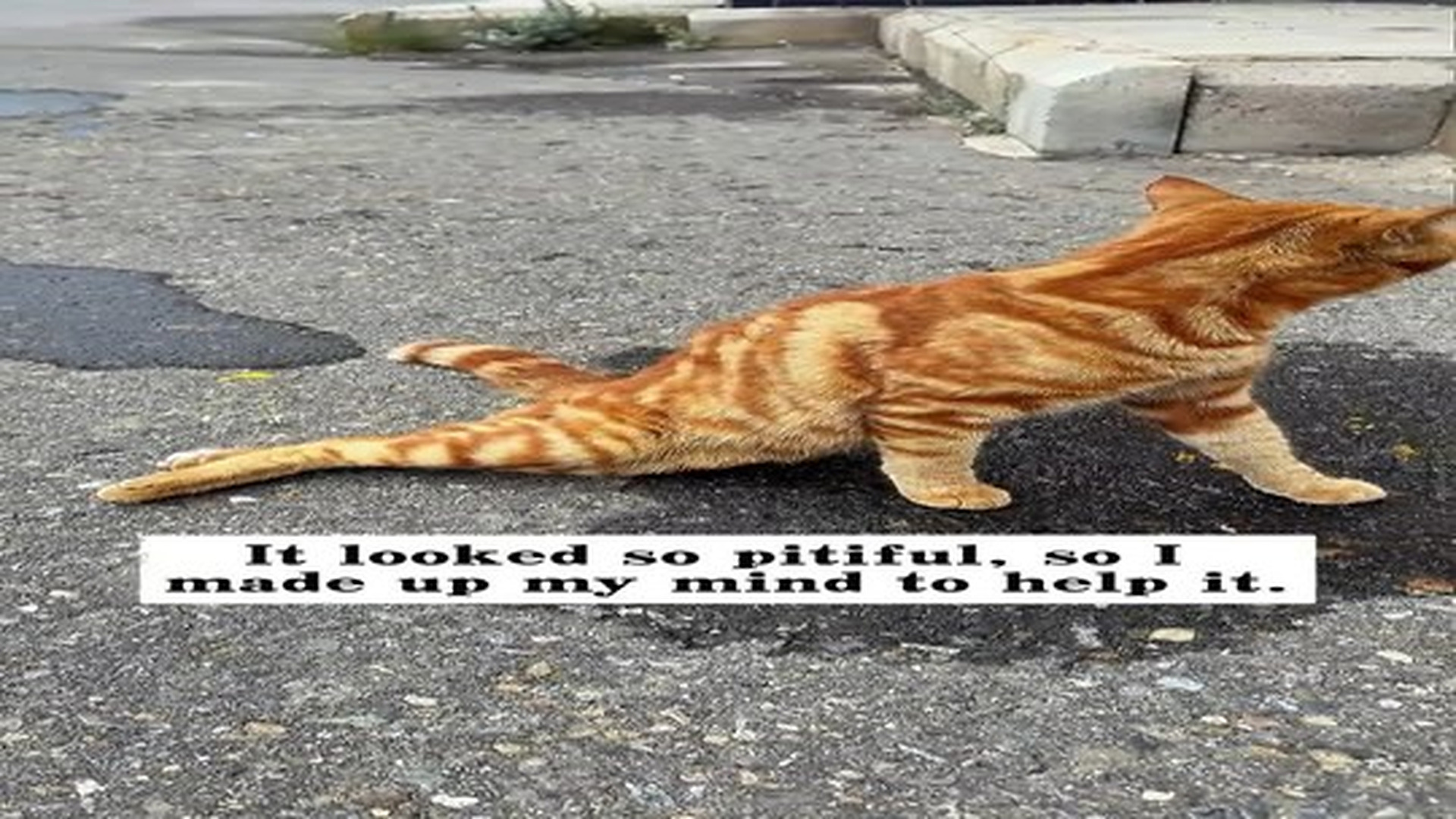 11 reactions | N0707030_I found an injured stray cat by the roadside, and then…#rescue #animals #cat.mp4 | Comedy Film Station
