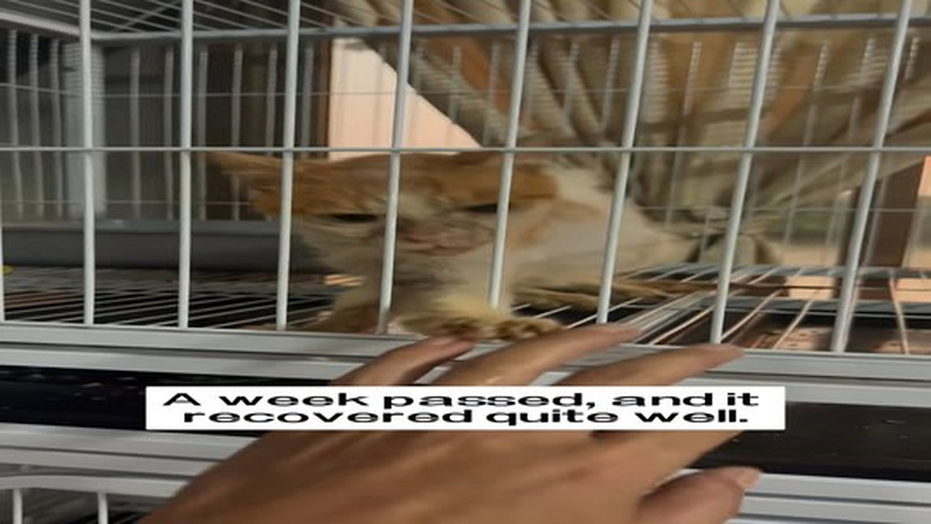 N0707025_I saw an extremely thin and dirty stray cat that kept reaching out to me for help, and then…#rescue.mp4 | Comedy Film Station