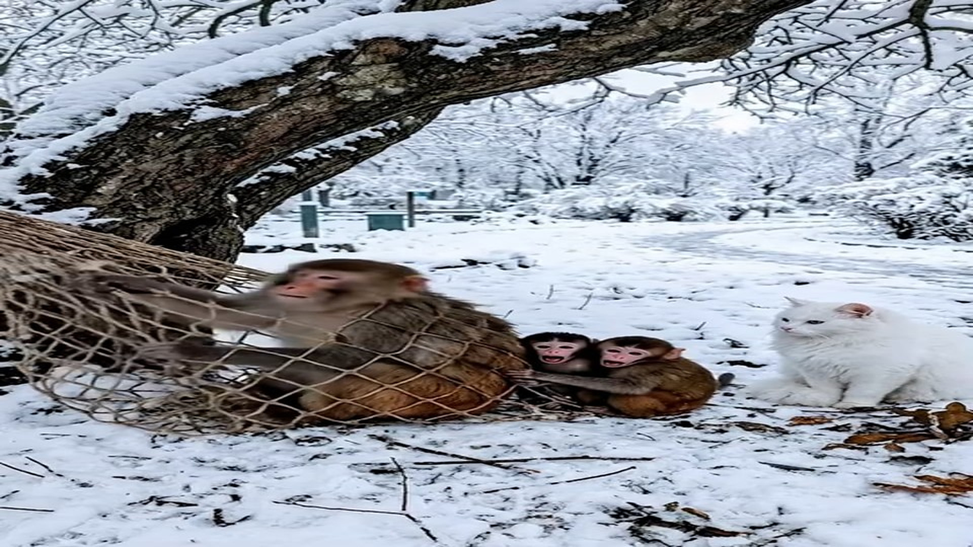 Full Video : N1507049_Please Help Mother Monkey Trapped Inside A Net While Her Two Babies Cr