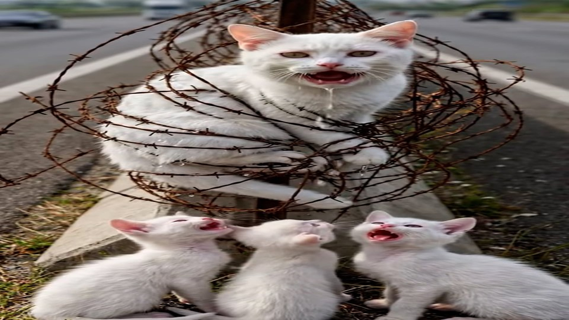 Full Video : N1507035_Please Help A Helpless Mother Cat Is Trapped In Barbed Wire In Midd
