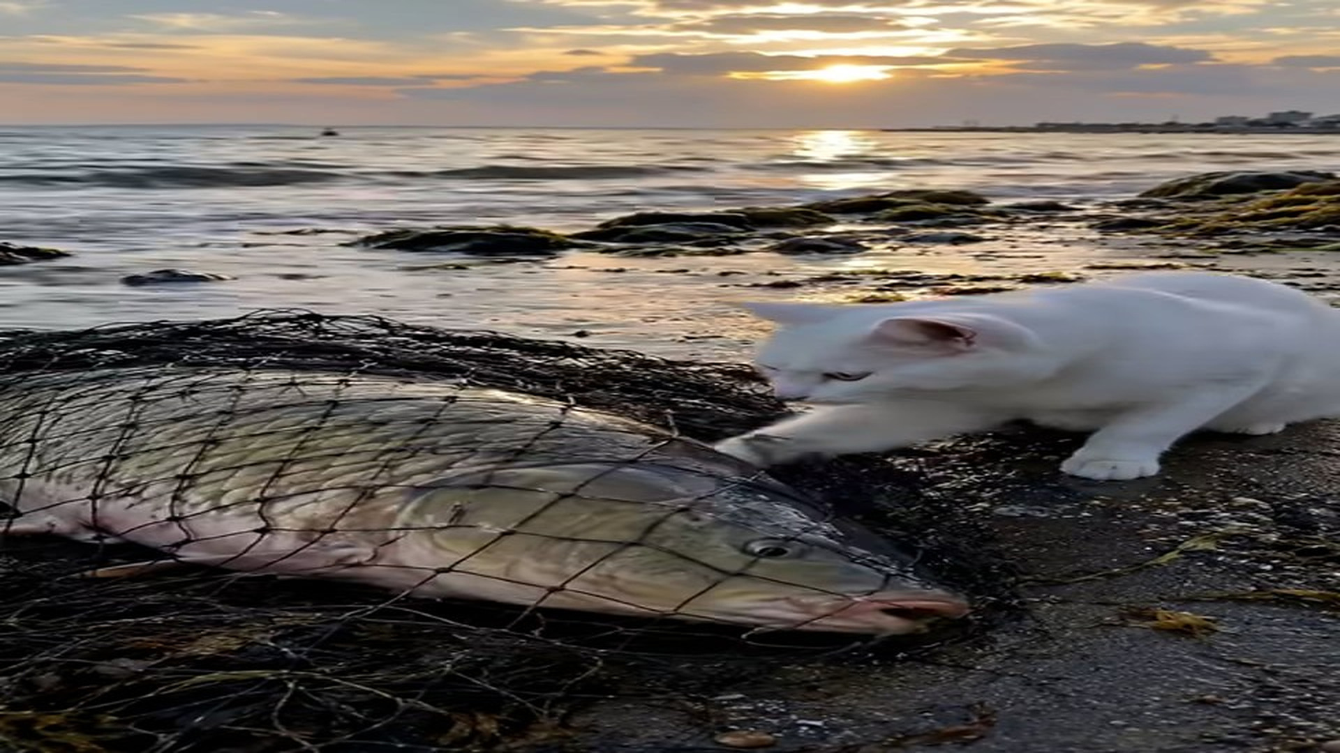 Full Video : N1507036_Please Help Can Cat Save Giant Fish Trapped In A Fishing Net On
