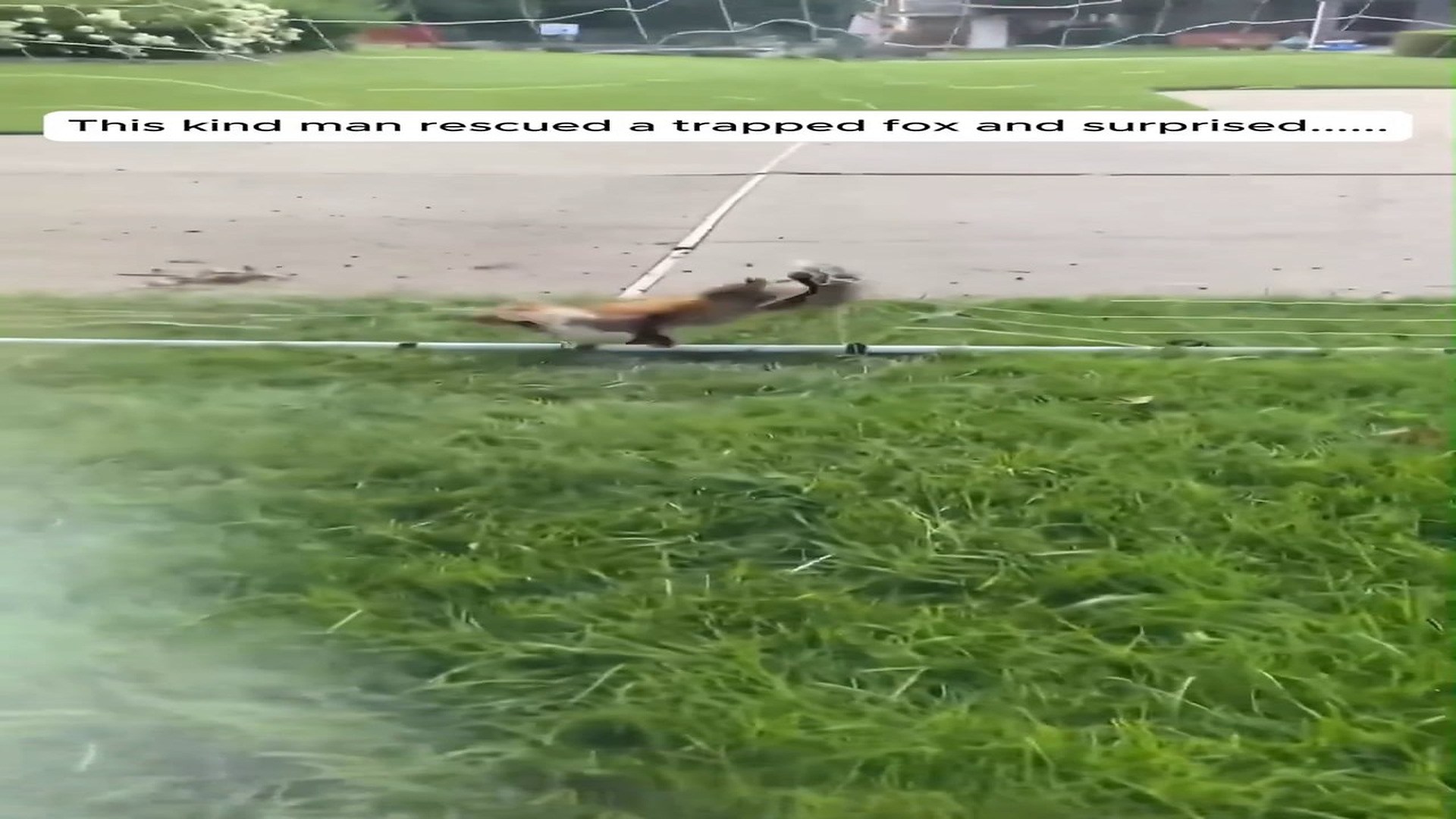 Full Video : N1107117_Fox Rescue #Fox #Rescue #Love #Heartwarming #Animalrescue #Animals #B