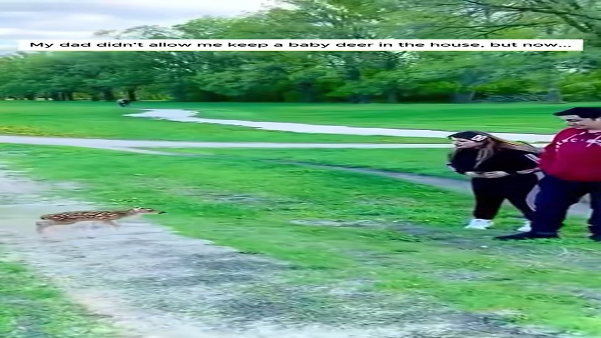 Full Video : N1107116_Eer Rescue #Deer #Rescue #Love #Heartwarming #Animalrescue #Animals #