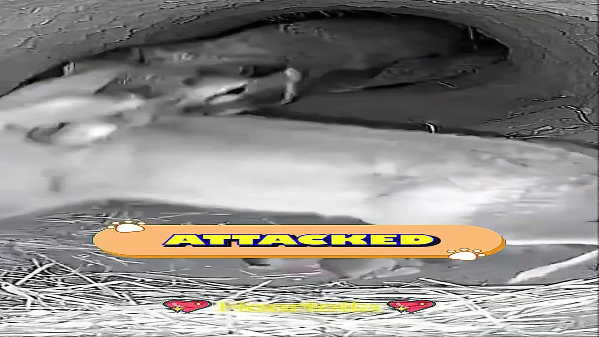 Full Video : N1107115_Story Of A Monkey S Courageous Fight To Save A Rabbit Family #