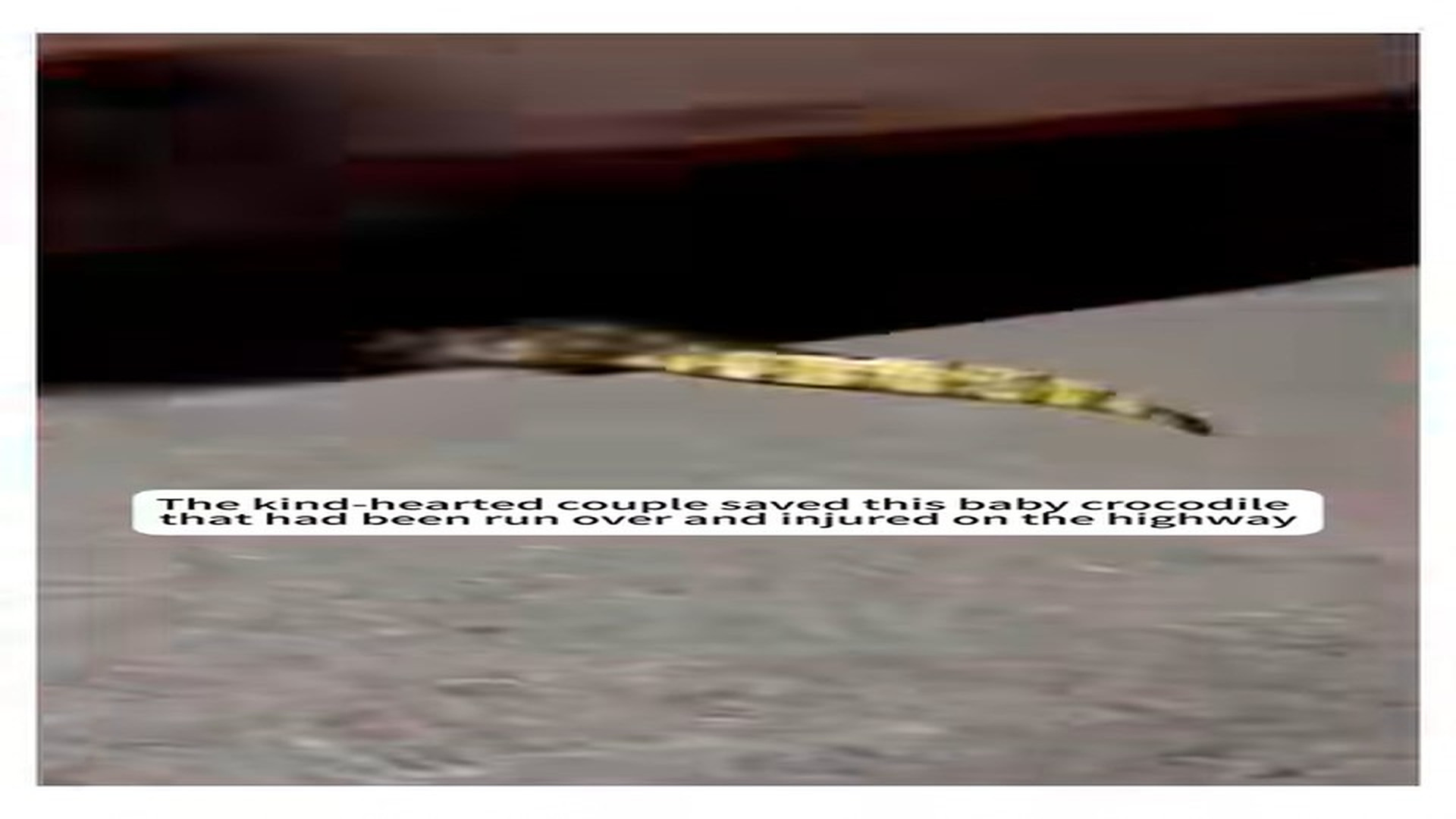 Full Video : N1107129_Crocodile Rescue #Crocodile #Gator #Rescue #Lost #Animalrescue #Anima