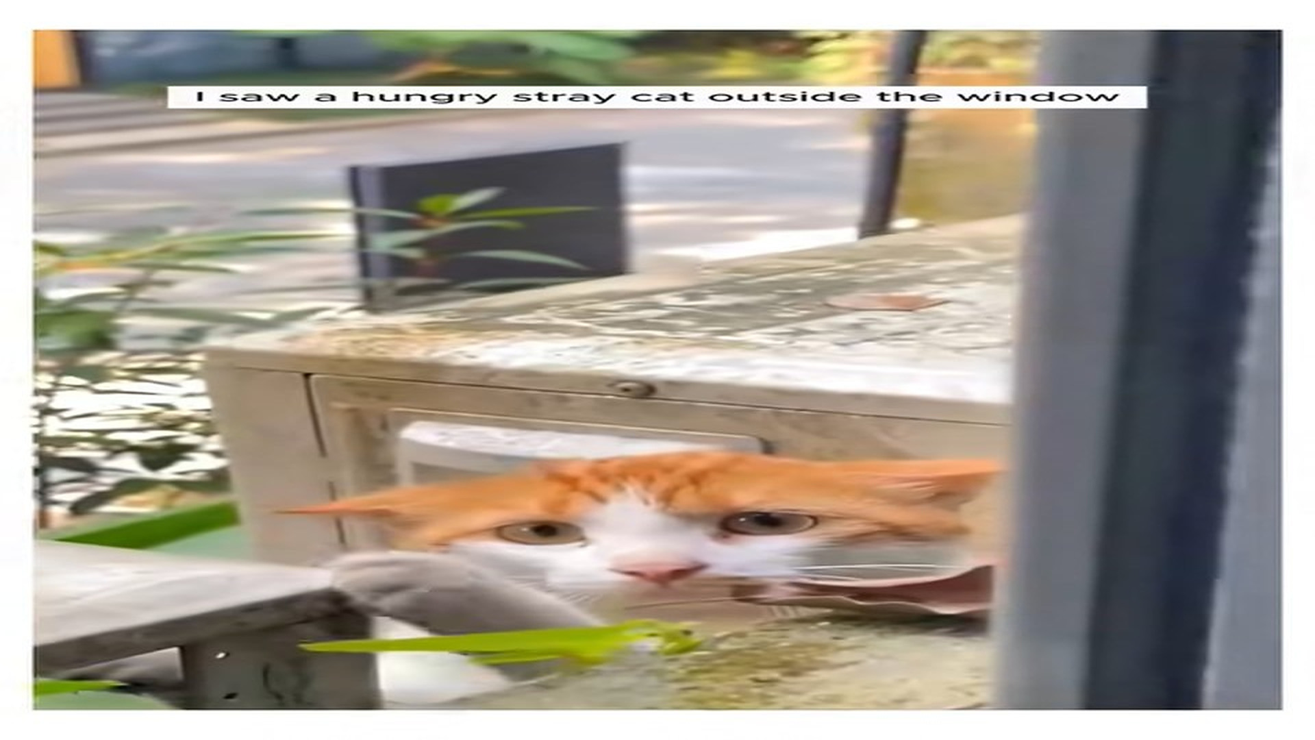 Full Video : N1107127_Stray Cat Rescue #Cats #Rescue #Lost #Animalrescue #Animals #Babyani