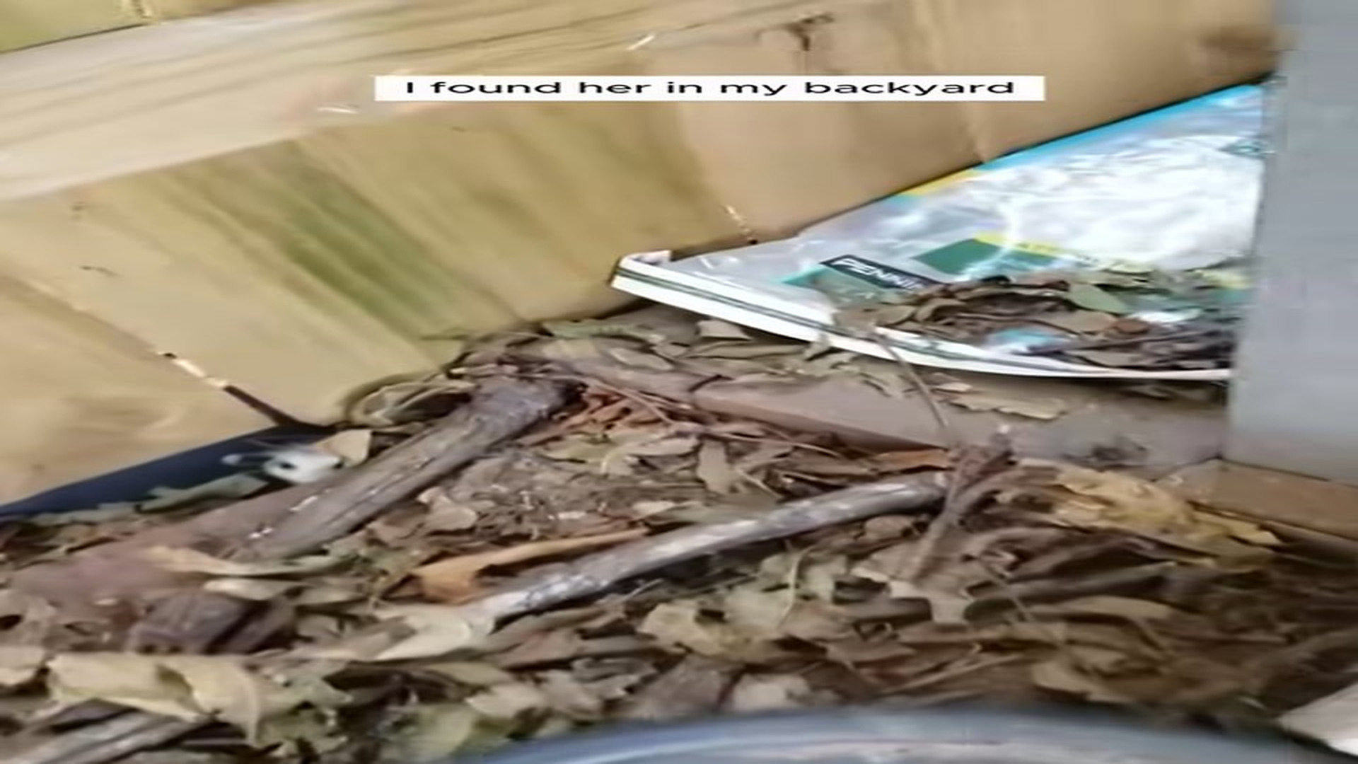 Full Video : N1107126_Opossum Rescue #Opossum #Rescue #Love #Heartwarming #Animalrescue #A