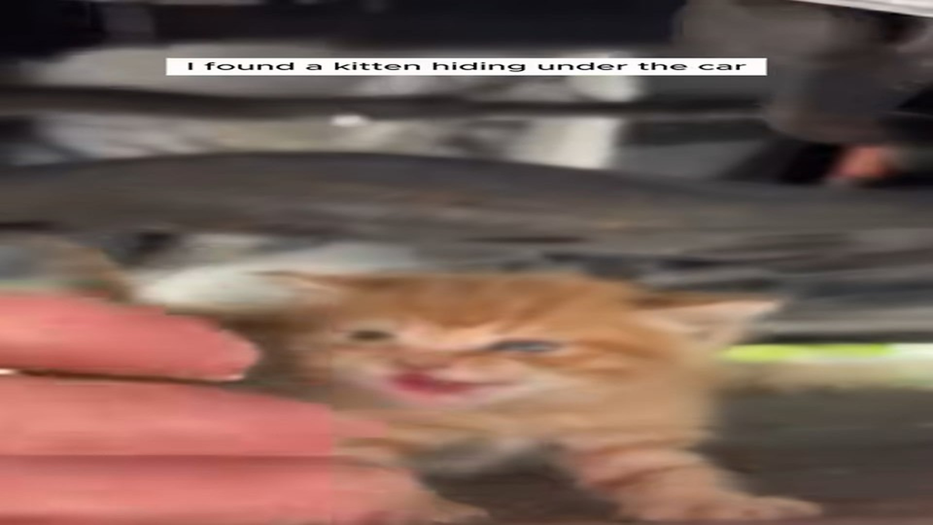 Full Video : N1107128_Kitten Rescue #Kitten #Cats #Rescue #Lost #Animalrescue #Animals #Ba