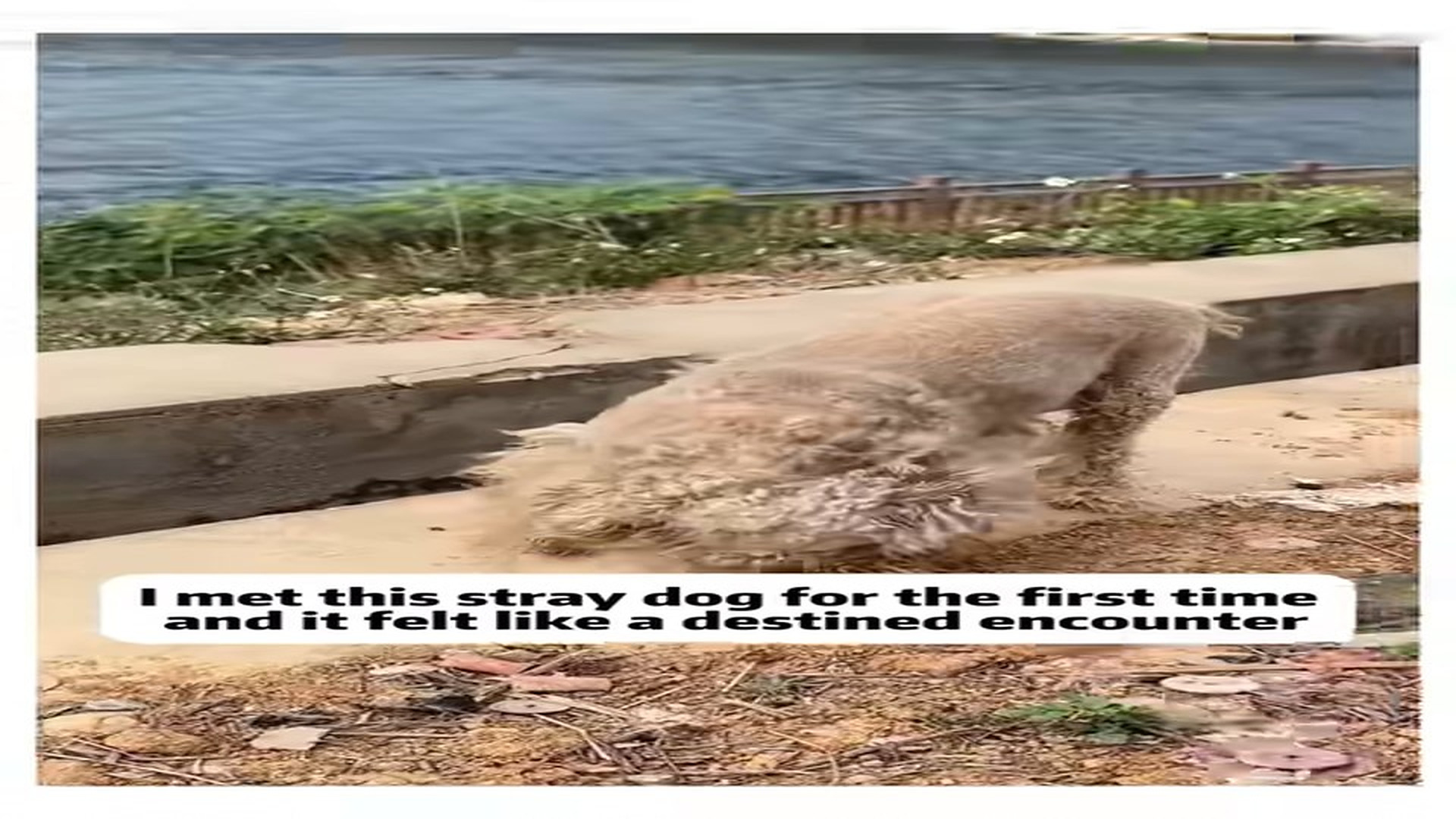 Full Video : N1107124_Og Rescue #Dog #Rescue #Love #Heartwarming #Animalrescue #Animals #