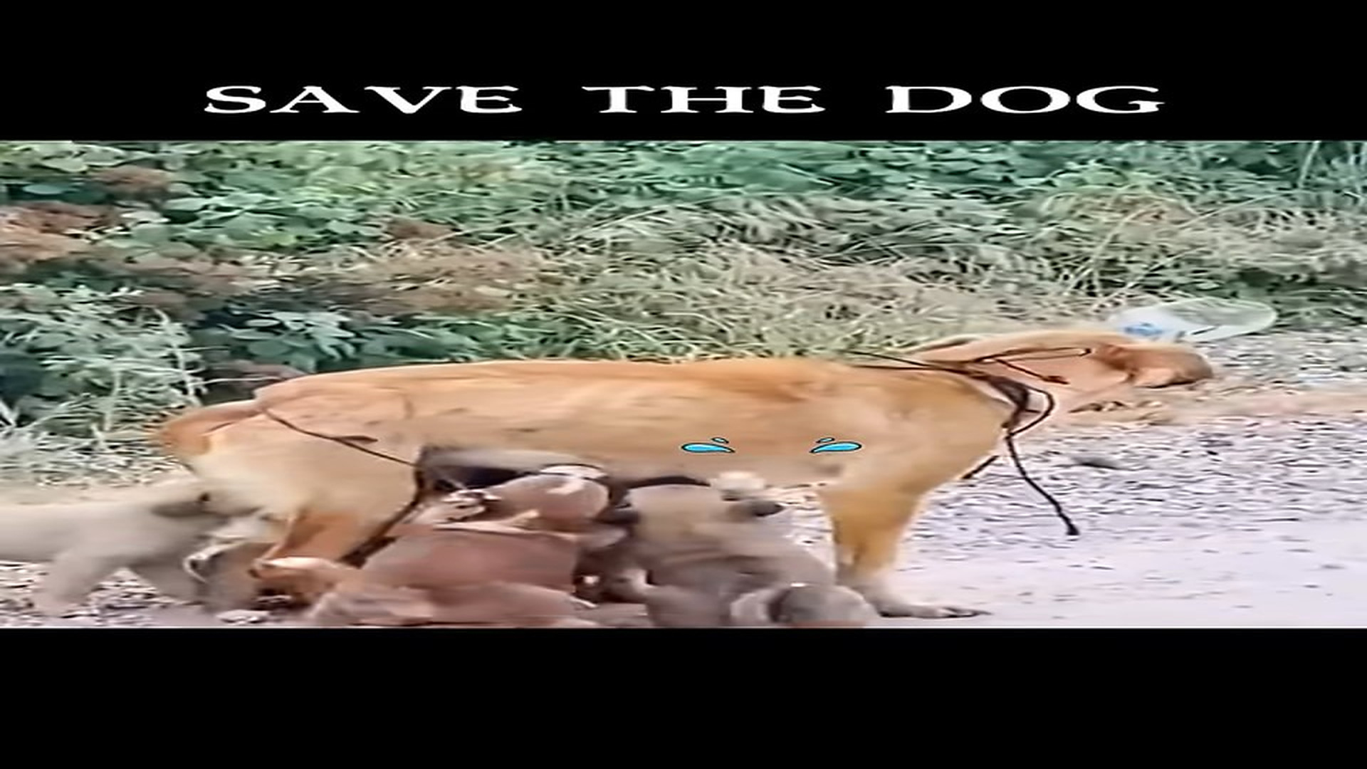 Full Video : N1407141_Poor starving stray dogs #shorts #dogrescue #doglife #dog #doglover