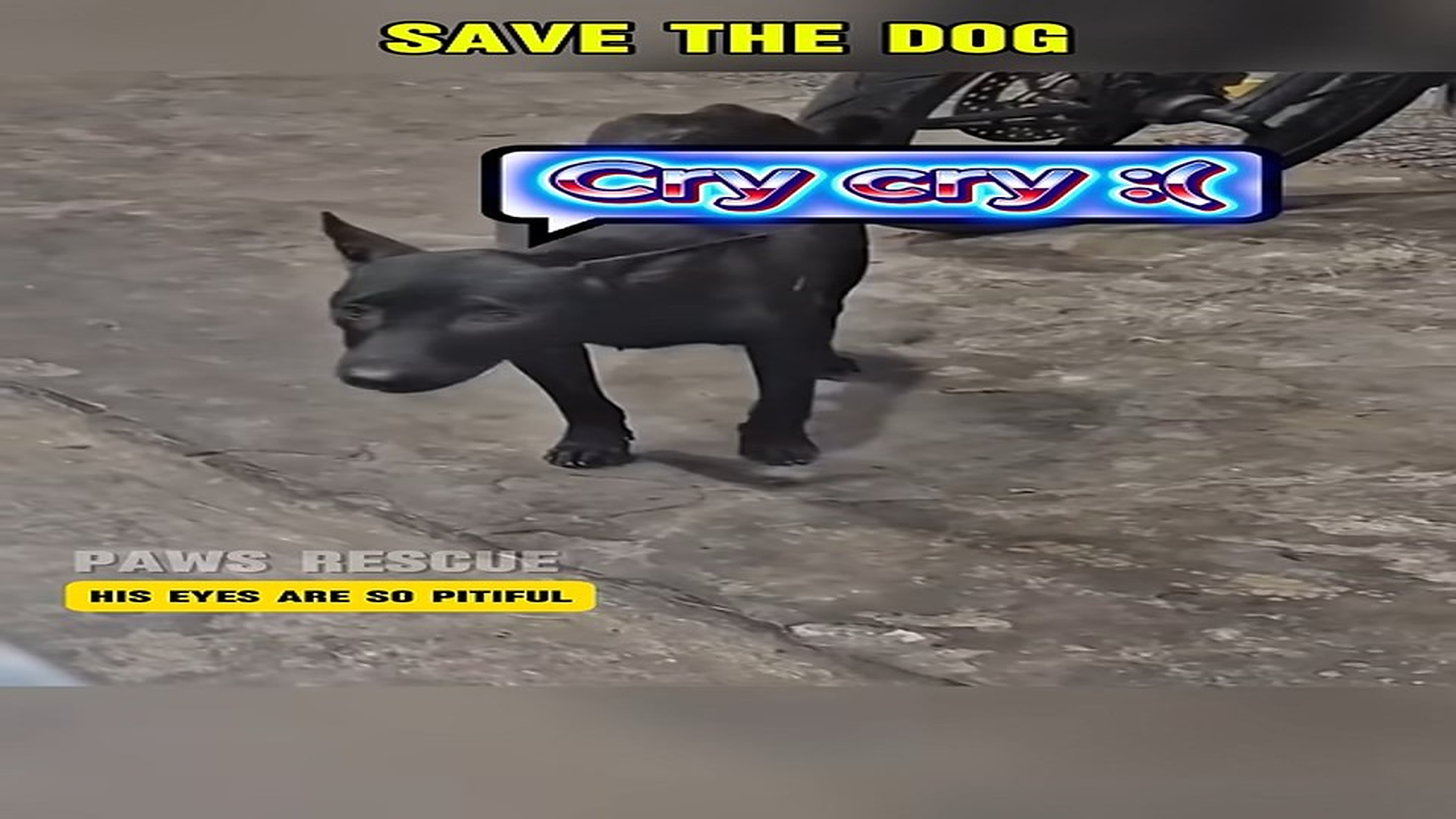 Full Video : N1407139_Mother dog goes out to eat alone at night at a sidewalk restaurant #shorts #dog #rescuedog