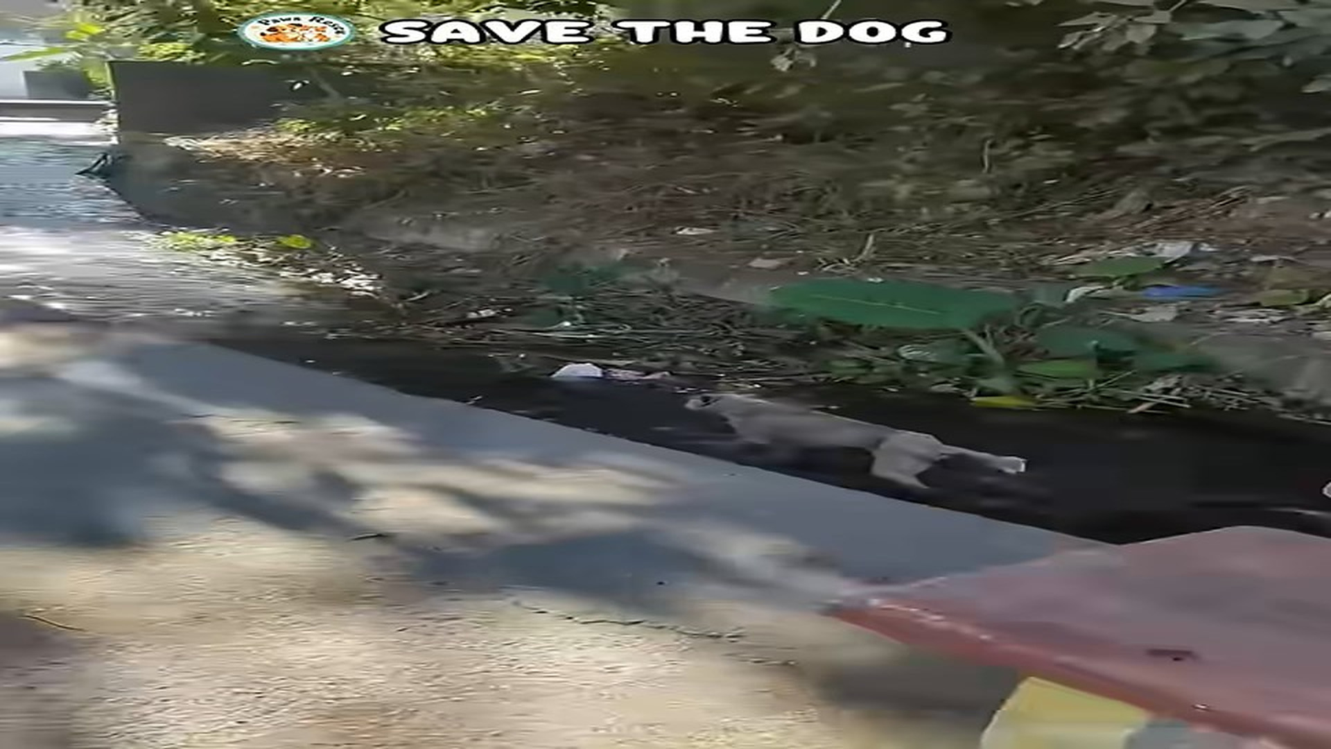 Full Video : N1407136_Stray dog fell into water trough was rescued in time #shorts #adoptstrays #dog #kindnessiscool