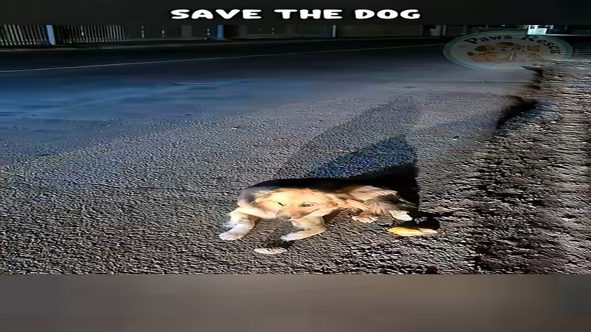 Full Video : N1407135_starving dog wandered streets until exhausted #shorts #rescue #adoptstrays #dogrescue #dog