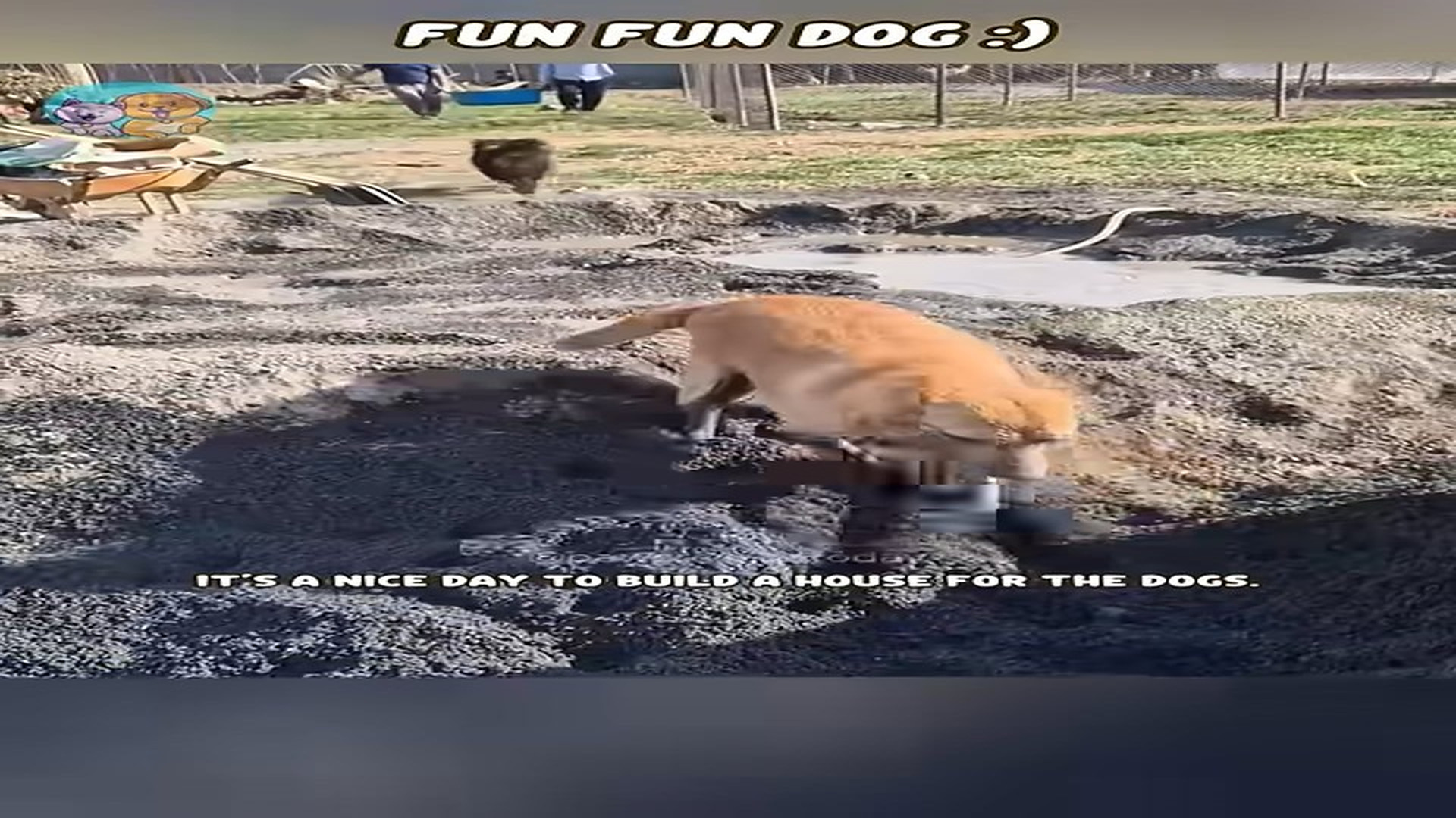 Full Video : N1407138_Concrete Island Dog Builds His Own House #shorts #dog #dogrescue #doggielife #kindness